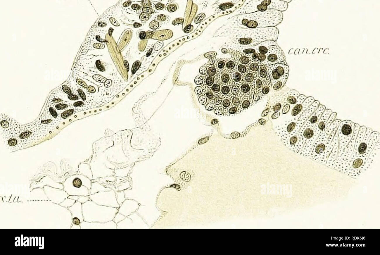 . Anniversario volume; a Edward Laurens Mark, Hersey professore di anatomia e Direttore del Laboratorio ZooÌlogical presso la Harvard University, nella celebrazione dei venticinque anni di lavoro di successo per la promozione di zooÌlogy. Mark, E. L. (Edward Laurens), 1847-1946; zoologia, anatomia, comparativo; fisiologia; embriologia. Anniversario di volume. La piastra 17 m Â 2Â"ea ^i'&amp;.my'*, â - "-f,-&gt;-.v^Â",7l ''â â "â â "V", â..' k'A 5Â£ vita* Â® JmfSO. W f -- te I* â Un ce'dr/n. Â ¢ "^ Vi" *&GT;'':â ' â"',': â ¢ *^&GT; .;:â * &gt; -. 22. i.9. Si prega di notare che queste immagini sono e Foto Stock