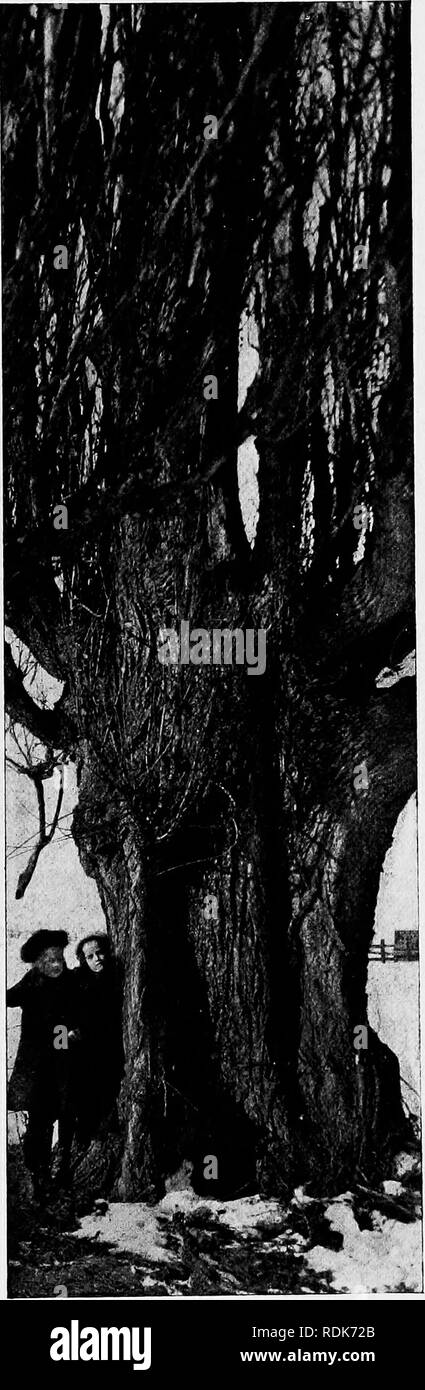 . Libretto di istruzioni degli alberi degli stati del Nord e Canada ad est delle Montagne Rocciose, foto-descrittivo . Alberi. Manuale di alberi della Xortiiekn Stati e in Canada. 97 La Lombardia pioppo è tlie più distinte di tlie Foplai-s in abito di crescita e prob- abilmente nessun altro albero introdotto è stato più ampiamente coltivata per scopi ornamentali. La sua guglia alto-top sagomati sono terra-marchi in al- la maggior parte ogni popolata regione dall'Atlantico al Pacifico e dalla frontiera canadese al confine Jlexican e in alcuni Euro- Comitato paesi è molto più abbondante di qui. Si tratta di una struttura ad albero di molto Foto Stock