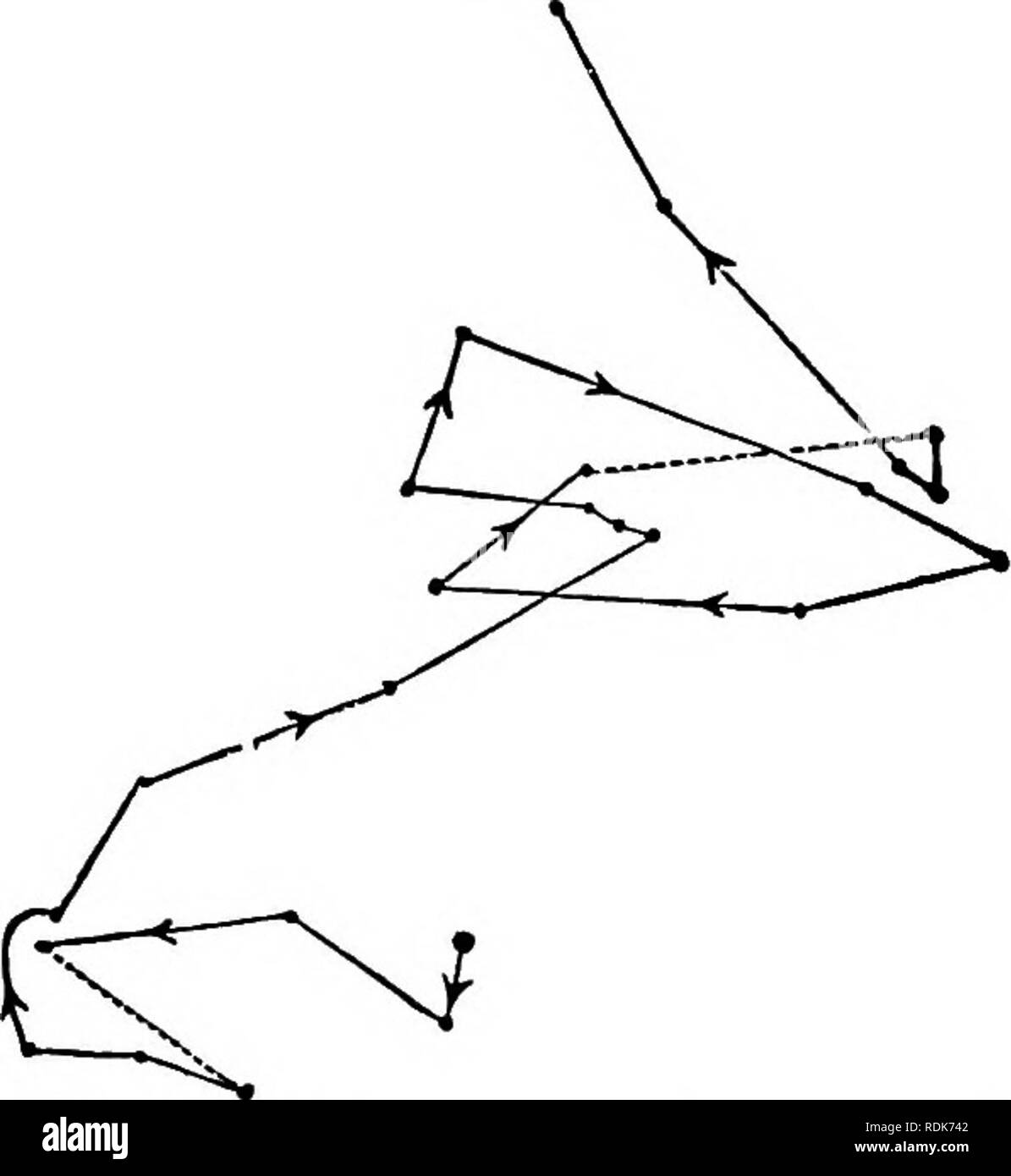 . Il potere di movimento nelle piante. Piante; Botanica. Cap. I. LATHYEUS. 33 durante 38 h. (Fig. 23). Siamo di nuovo qui hanno normali prove di continuato circumnutation. Aveva il fagiolo state correttamente piantato, parte dell'epicotyl a cui il filamento è stato attaccato, la Fig. 23.. Viola faha; circumnutation di tlie stesso epicotyl come in Fig. 22, un po' più avanzata in età, tracciata in condizioni simili come prima, dalle ore 8.40 Dec. 28th, alle 10.50 30th. Movimento del cordone qui ingrandito 20 volte. movimento del quale è qui illustrato, avrebbe probabilmente appena salito al di sopra della superficie del terreno. Lathyr Foto Stock