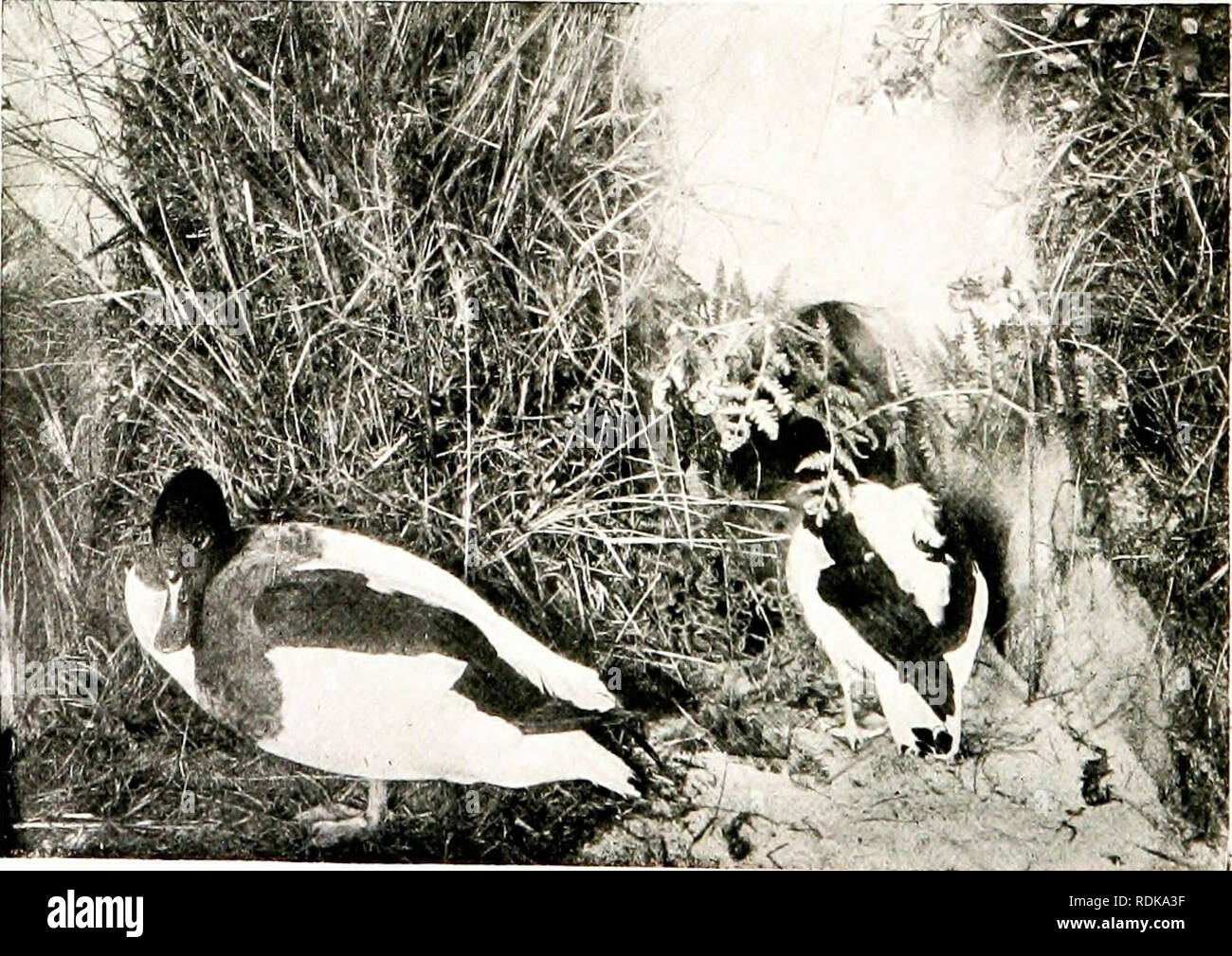 . Gli uccelli di altre terre, rettili, pesci, giuntati animali e forme inferiori;. Zoologia; uccelli e rettili; Pesci. I maschi indossare una livrea distintivo; ma i maschi per un paio di settimane durante l'estate assumono più o meno completamente la livrea della femmina, un processo ben definita come andare in " eclipse." Il presupposto del costume femminile in questa stagione è necessaria in quanto essa armonizza completamente con il fogliame circostante e così effectually nasconde l'uccello in un momento in cui esso è peculiarmente indifesi ; per, come con tutti gli uccelli, i piattelli o in volo di piume sono cast oft b)- il process Foto Stock