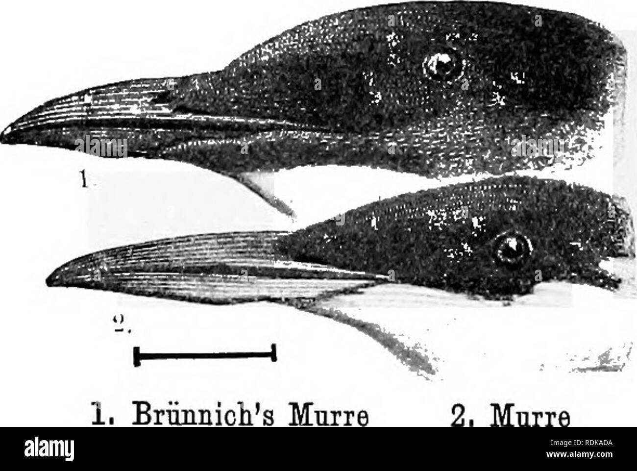 . Gli uccelli di gli Stati Uniti ad est delle Montagne Rocciose; un manuale per l'identificazione di specie in mano o nella boccola. Gli uccelli. Mmre. La Briinnioli Murre Murie. Si prega di notare che queste immagini vengono estratte dalla pagina sottoposta a scansione di immagini che possono essere state migliorate digitalmente per la leggibilità - Colorazione e aspetto di queste illustrazioni potrebbero non perfettamente assomigliano al lavoro originale. Apgar, A. C. (Austin Craig), 1838-1908. New York, Cincinnati [ecc. ] Americano Prenota Co Foto Stock