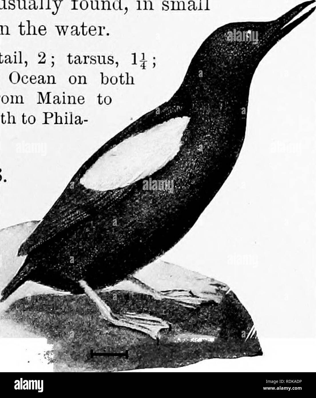 . Gli uccelli di gli Stati Uniti ad est delle Montagne Rocciose; un manuale per l'identificazione di specie in mano o nella boccola. Gli uccelli. FAM. LXII. AUKS, i puffini, FTC. 339 tic, sulle coste e isole; allevamento dalla Baia di Fundy a settentrione, anche a sud di Long Island, e raramente più lontano a sud. 3. Black Guillemot (27. Cepphus grylle). - In inverno un mot- tled, grigio-nero-backed, bianco-panciuto "mare piccione" con fuligginosa-ali nero contrassegnato con una chiazza bianca, formata dalla metà terminale dell'ala maggiore converte. Il dorso presenta le piume più o meno la punta di bianco. In estate è Foto Stock