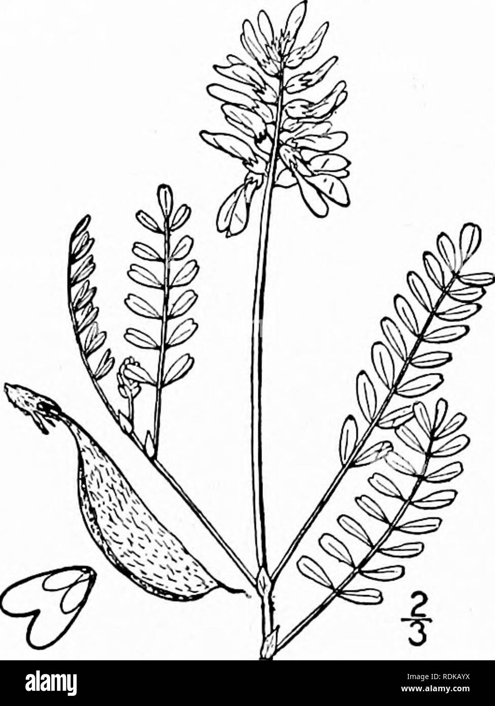. Una flora illustrata del nord degli Stati Uniti, il Canada e la British possedimenti, da Terranova al parallelo tra il confine meridionale della Virginia, e dall'Oceano Atlantico verso ovest per il 102d meridiano. La botanica; Botanica. 3S2 FABACEAE. Vol. II.. 10. Astragalo alpinus L. latte alpino veccia. Fig. 2543. Astragalo alpinus L. Sp. PI. 760. 1753. Phaca astragalina DC. Astrag. 64. 1803. A. alpinus Brunetinus Fernald, Rhodora lo : 91, 1908. Ordine crescente o decumbent, ramificato dalla base 6'-l5' alta, leggermente pubescente o glabrous. Stipules ovali, foUa- ceous, 2"-3" a lungo; foglie Foto Stock