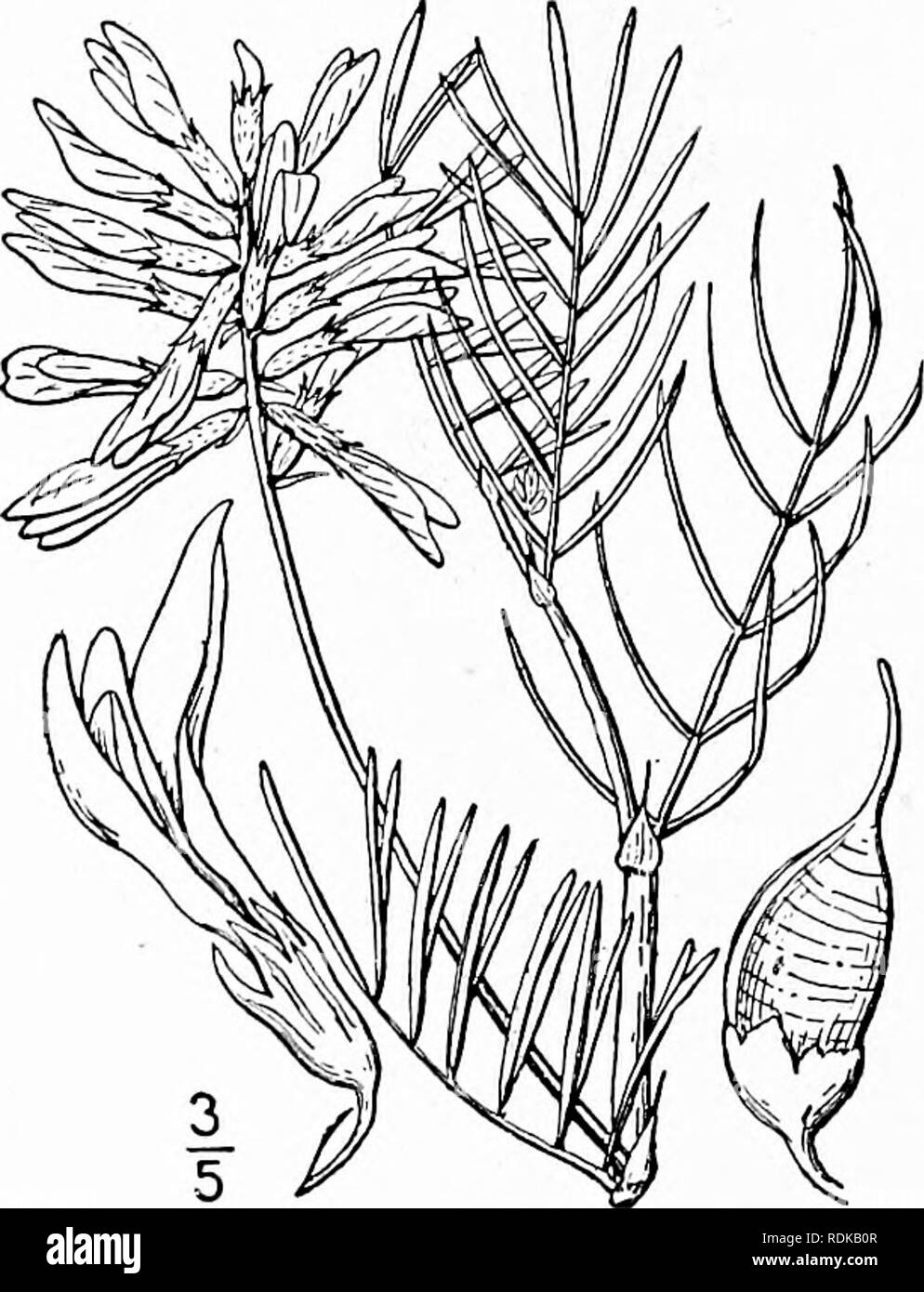. Una flora illustrata del nord degli Stati Uniti, il Canada e la British possedimenti, da Terranova al parallelo tra il confine meridionale della Virginia, e dall'Oceano Atlantico verso ovest per il 102d meridiano. La botanica; Botanica. 6. Astragalo pectinatus (gancio.) Dougl. A stretta lasciarono il latte veccia. Fig. 2539. Phaca pcctinata gancio. Fl. Bor. Am. i : 141. pi. ^4. 1830. Astragalo pectinatus Dougl. ; Gancio. Fl. Bor. Am. ho : 142. Come sinonimo. 1830. Ascendente, molto ramificato alla base o anche sopra, io°-2° alta, finemente canescent glabrate o. Stip- ules membranosa, ovali-lanceolate, acuta o acumi- Foto Stock