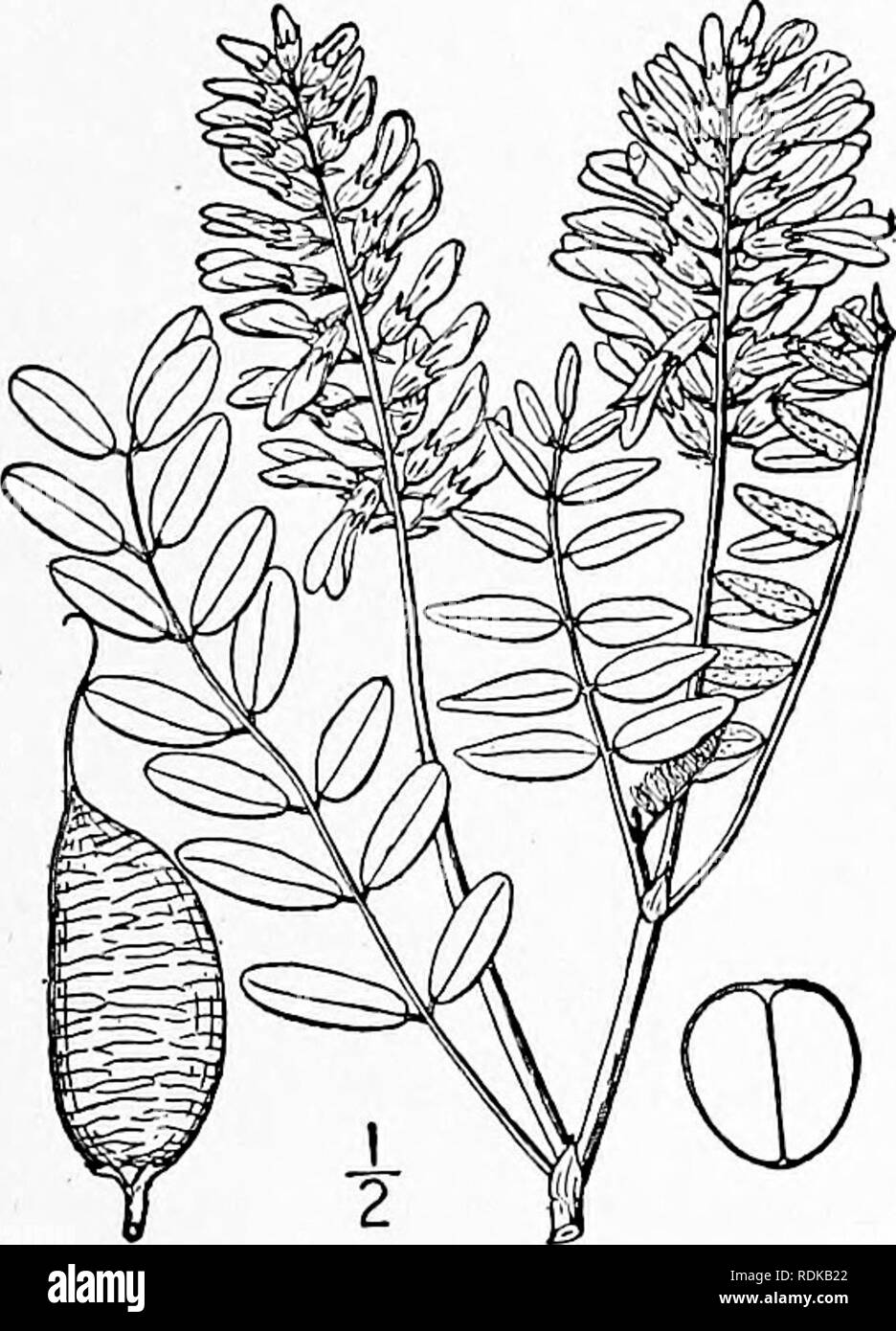 . Una flora illustrata del nord degli Stati Uniti, il Canada e la British possedimenti, da Terranova al parallelo tra il confine meridionale della Virginia, e dall'Oceano Atlantico verso ovest per il 102d meridiano. La botanica; Botanica. Genere 26. Famiglia di pisello I. astragalo moUissimus Torr. Lanosi Loco-infestante o Crazy-erbaccia. Fig. 2534. Phaca villosa James, Trans. Am. Phil. Soc. (11) 2 : 186. 1825. Non Nutt. 1818. Astragalo moUissimus Torr. Ann. Liscivia. 2: 178. 1826. Decumbent o ascendente, stout, folte e densamente-villosi pubescent, io°-2° alta. Stelo molto breve; stipules membranosa, ovali, appuntito, 3&quo Foto Stock