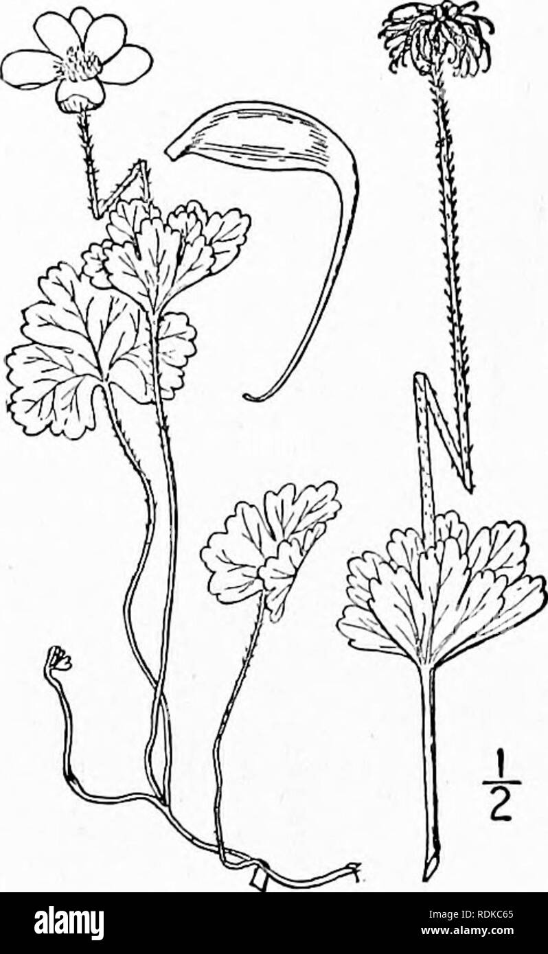 . Una flora illustrata del nord degli Stati Uniti, il Canada e la British possedimenti, da Terranova al parallelo tra il confine meridionale della Virginia, e dall'Oceano Atlantico verso ovest per il 102d meridiano. La botanica; Botanica. lOO RANUNCULACEAE. Vol, II.. 7. Anemone Richardsonii gancio. Richardson la Ane- mone. Fig. 1886. Anemone Richardsonii gancio. Fl. Bor. Am. ho : 6. 1829. Bassa, slanciato, pubescent, 2'-i2' alta dalla radice assottigliata- stock. Foglie basali reniform, sottile-petioled, 3-S-parted, i lobi acuta, ampiamente oblungo, dentato o crenate; quelli dell'involucro simile, sessili; flowe Foto Stock . Una flora illustrata del nord degli Stati Uniti, il Canada e la British possedimenti, da Terranova al parallelo tra il confine meridionale della Virginia, e dall'Oceano Atlantico verso ovest per il 102d meridiano. La botanica; Botanica. lOO RANUNCULACEAE. Vol, II.. 7. Anemone Richardsonii gancio. Richardson la Ane- mone. Fig. 1886. Anemone Richardsonii gancio. Fl. Bor. Am. ho : 6. 1829. Bassa, slanciato, pubescent, 2'-i2' alta dalla radice assottigliata- stock. Foglie basali reniform, sottile-petioled, 3-S-parted, i lobi acuta, ampiamente oblungo, dentato o crenate; quelli dell'involucro simile, sessili; flowe Foto Stock