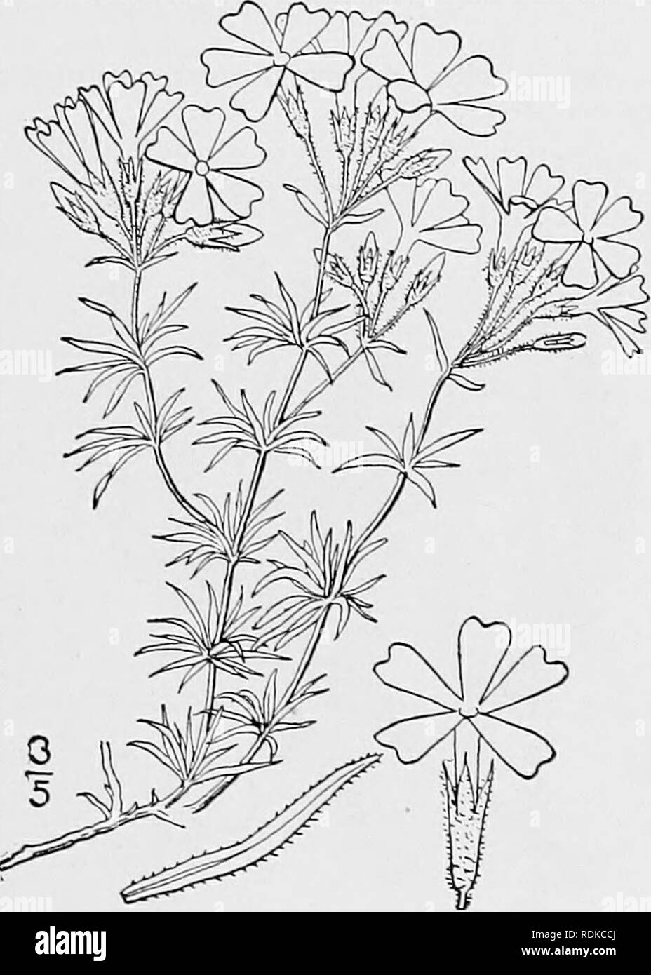 . Una flora illustrata del nord degli Stati Uniti, il Canada e la British possedimenti, da Terranova al parallelo tra il confine meridionale della Virginia, e dall'Oceano Atlantico verso ovest per il 102d meridiano. La botanica; Botanica. 12. Phlox Kelseyi Britton. Kelsey's Phlox. Fig. 3465. P. Kelseyi Britton, Boll. Torr. Club 19 : 225. 1892. Molti-derivava da una radice di woody, gli steli diffusione, striscianti o ascendenti, alcuni- volte 8' lungo, glabrous, o leggermente sopra pubescent, molto frondosi. Foglie di forma oblunga o lineare- oblunga, sessili, glabrous, o quasi 3"-ia" a lungo, io"-2" wi Foto Stock