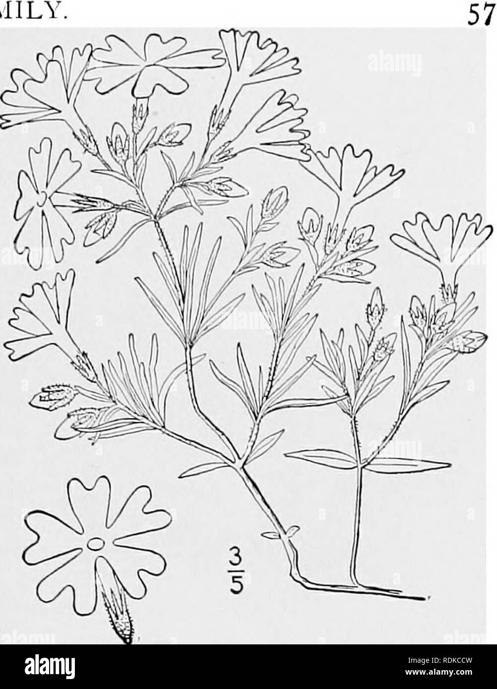 . Una flora illustrata del nord degli Stati Uniti, il Canada e la British possedimenti, da Terranova al parallelo tra il confine meridionale della Virginia, e dall'Oceano Atlantico verso ovest per il 102d meridiano. La botanica; Botanica. 12. Phlox Kelseyi Britton. Kelsey's Phlox. Fig. 3465. P. Kelseyi Britton, Boll. Torr. Club 19 : 225. 1892. Molti-derivava da una radice di woody, gli steli diffusione, striscianti o ascendenti, alcuni- volte 8' lungo, glabrous, o leggermente sopra pubescent, molto frondosi. Foglie di forma oblunga o lineare- oblunga, sessili, glabrous, o quasi 3"-ia" a lungo, io"-2" wi Foto Stock