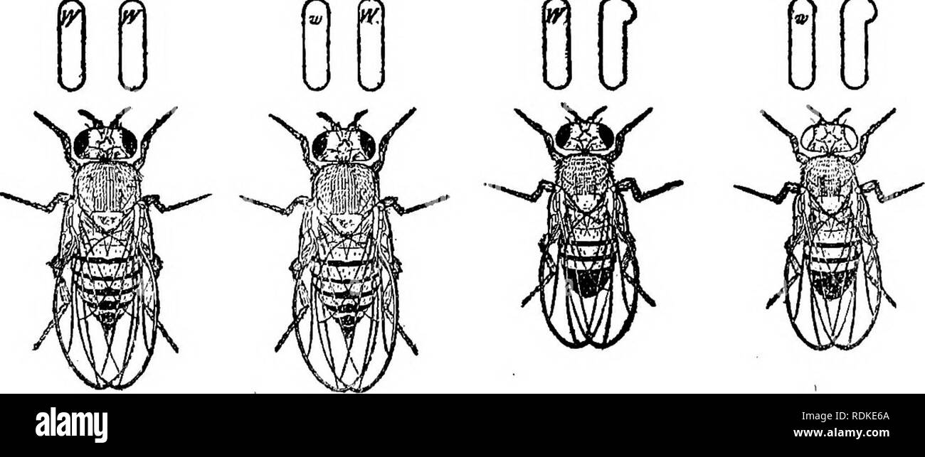. La base fisica dell'eredità . Ereditarietà. Fig. 69.-croce tra bianco-eyed maschio e un colore rosso-eyed femmina d'aceto volare.. Si prega di notare che queste immagini vengono estratte dalla pagina sottoposta a scansione di immagini che possono essere state migliorate digitalmente per la leggibilità - Colorazione e aspetto di queste illustrazioni potrebbero non perfettamente assomigliano al lavoro originale. Morgan, Thomas Hunt, 1866-1945. Philadelphia : Lippincott Foto Stock