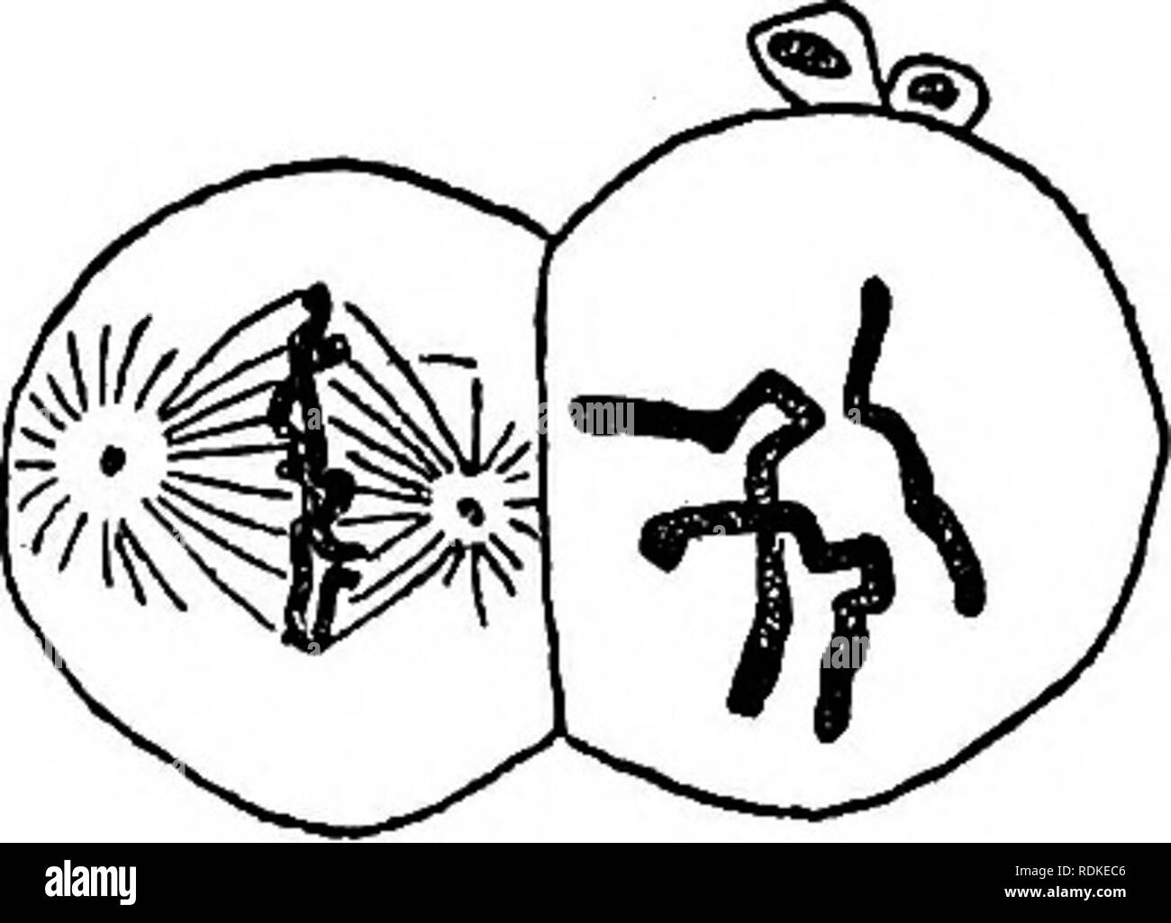 . La base fisica dell'eredità . Ereditarietà. a b fig. 64.-un uovo di AicarUhivalem fecondate Bperm di A. univaUm, a; fase successiva dello stesso, b. metà del terzo cromosoma, e in tale cromosoma il mandrino fibra è attaccato al centro. Un interessante caso di triploidy è stato riportato in threadworm Ascariis (Boveri). Due varietà si verificano, uno con quattro cromosomi aploidi (due), e uno con due (uno aploide). Raramente una femmina di una varietà è FiQ. 65.-Cellule diploidi e gruppi aploide della sundew Drosera. (Dopo Rosenberg.) trovato che è accoppiata con un maschio di altre varietà. Il fer Foto Stock