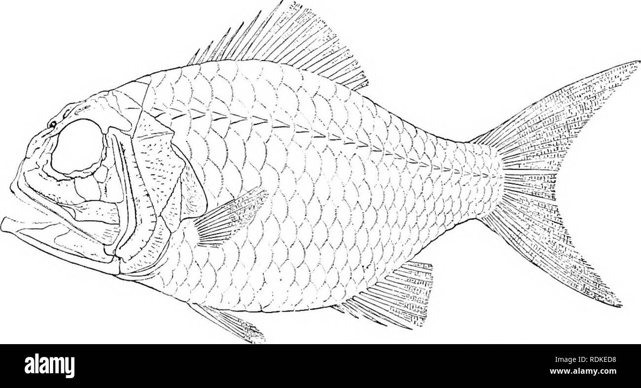 . Il Cambridge storia naturale. Zoologia. 6S6 TELEOSTEI mari quasi tutto il woiid. Ma una forma di acqua dolce è noto, Aphredoderus sat/ano, il piccolo pesce persico del pirata di America del Nord, in crescita di 5 pollici di lunghezza. Il più grande forme marine (Bei-yx e Gephyroheryx) misurare da 1 a 2 piedi. Keceut generi: Beryx, PoJymixia, Apihredodej'us, Melampliaes, Plectromus, Scopelogadus, Anop)logaster, Cwulolepis, Tracliichthys, Faratrachichthys, Gephyroheryx, Myripiristis, Holocentrmn.. Fig. 401.-Hoploptcryx hwcsiensis. (Restaurato da A. S. Woodward.) generi fossili: Splienoccphcdus, Acrogaster, Fyc Foto Stock