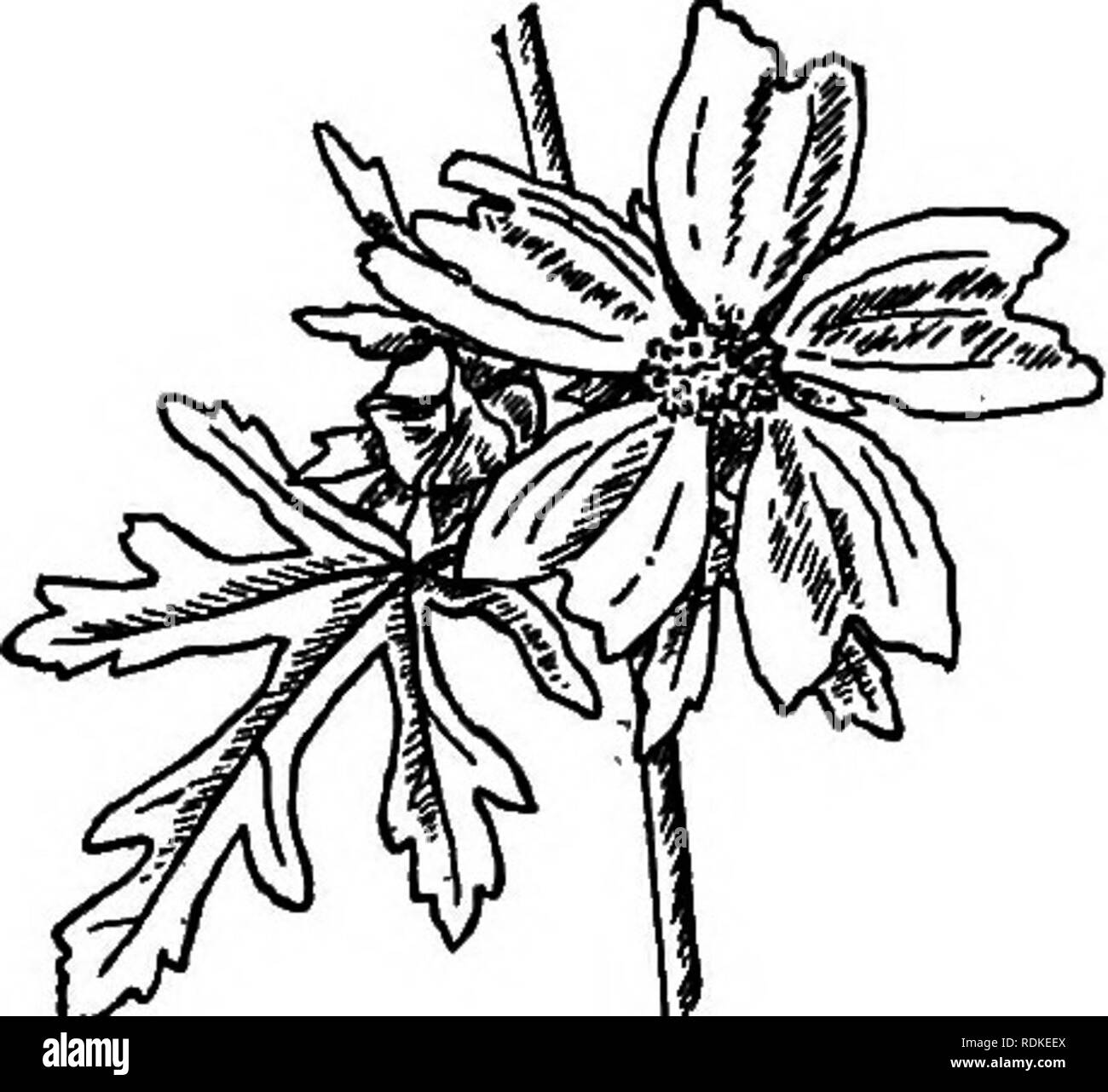 . I nostri fiori da giardino; un famoso studio delle loro terre native, le loro storie di vita e le loro affiliazioni strutturali. Fiori. Famiglia di malva muschio Mdlva malva moschata. Latin alterazione di una parola greca che significa morbido o emolliente. Uno dei più belli del nostro giardino sfugge; talvolta coltivate ma oftener trovati sul ciglio della strada dove sembra che a casa. Perenni. L'estate. Stelo.-da uno a due piedi alto, hairy. Foglie.-alternativo, da tre a cinque parted, divisioni una volta o due volte tagliati in sottili lobi lineari, debolmente profumati di muschio. Fiori.-del tipo di malva, pallido-rosa o bianco, piana, è di circa due pollici acr Foto Stock