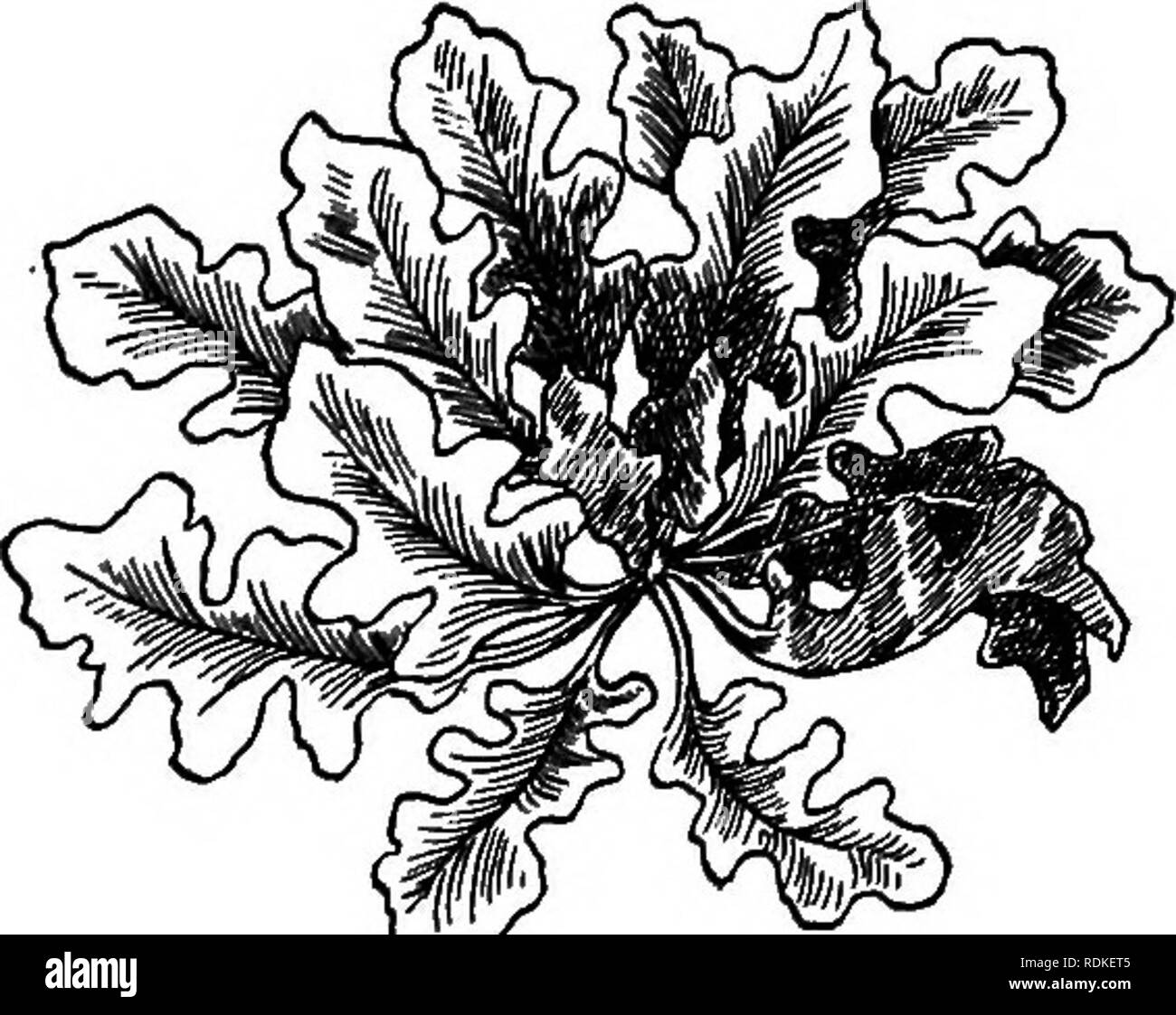 . I nostri fiori da giardino; un famoso studio delle loro terre native, le loro storie di vita e le loro affiliazioni strutturali. Fiori. Famiglia senape più graziose decorazioni delle scogliere. La maggior parte di esso è verdeggiante quando tutto intorno allo sbiadimento; e scuro violaceo rosso-foglie colorate si mescolano con quelle che sono di colore verde e con altri che sono di colore giallo più profondo e quando le brinate pagliuzze esse sembrano arricchito con scintillanti diamanti. " Le foglie hanno un sale e sapore amaro, ma ripetuti lavaggi monterà questo cavolo per utilizzare e quando è bollito è un buon vegetali. Di tanto in tanto i ragazzi raccolti Foto Stock