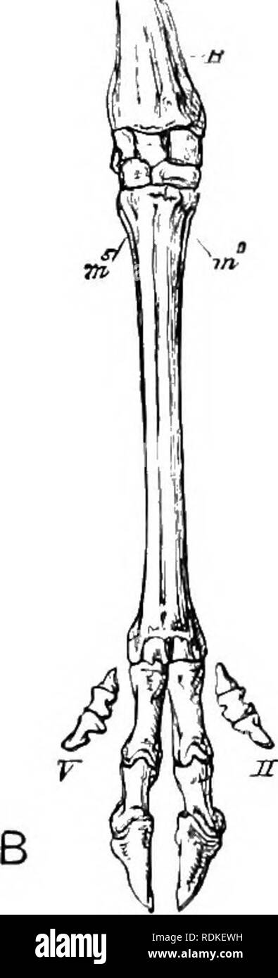 . Il Cambridge storia naturale. Zoologia. 11 JF JH Fig. 138.-ossa del Manns-A, di maiale (iSws scro/a). x J. B, di cervi rossi (C'c;ths elaphus). xj. C di ca.mel {C'auieh/s bactrianus). x ^. c, il cuneiforme ; ^, lunare; m, magnum ; m^, m?, seconda e quinta metacarpals ; R, raggio ; s, scafoide ; td, trapezio ; u,, unciform ; U, ulna ; //- V, dal secondo al quinto dita. (Dal fiore di osteologia.') tinguished dal Perissodactyla, e da altri gruppi di ungulati, da un numero di caratteri incisiva. Più salienti. Si prega di notare che queste immagini vengono estratte dalla pagina sottoposta a scansione immagini che possono avere b Foto Stock