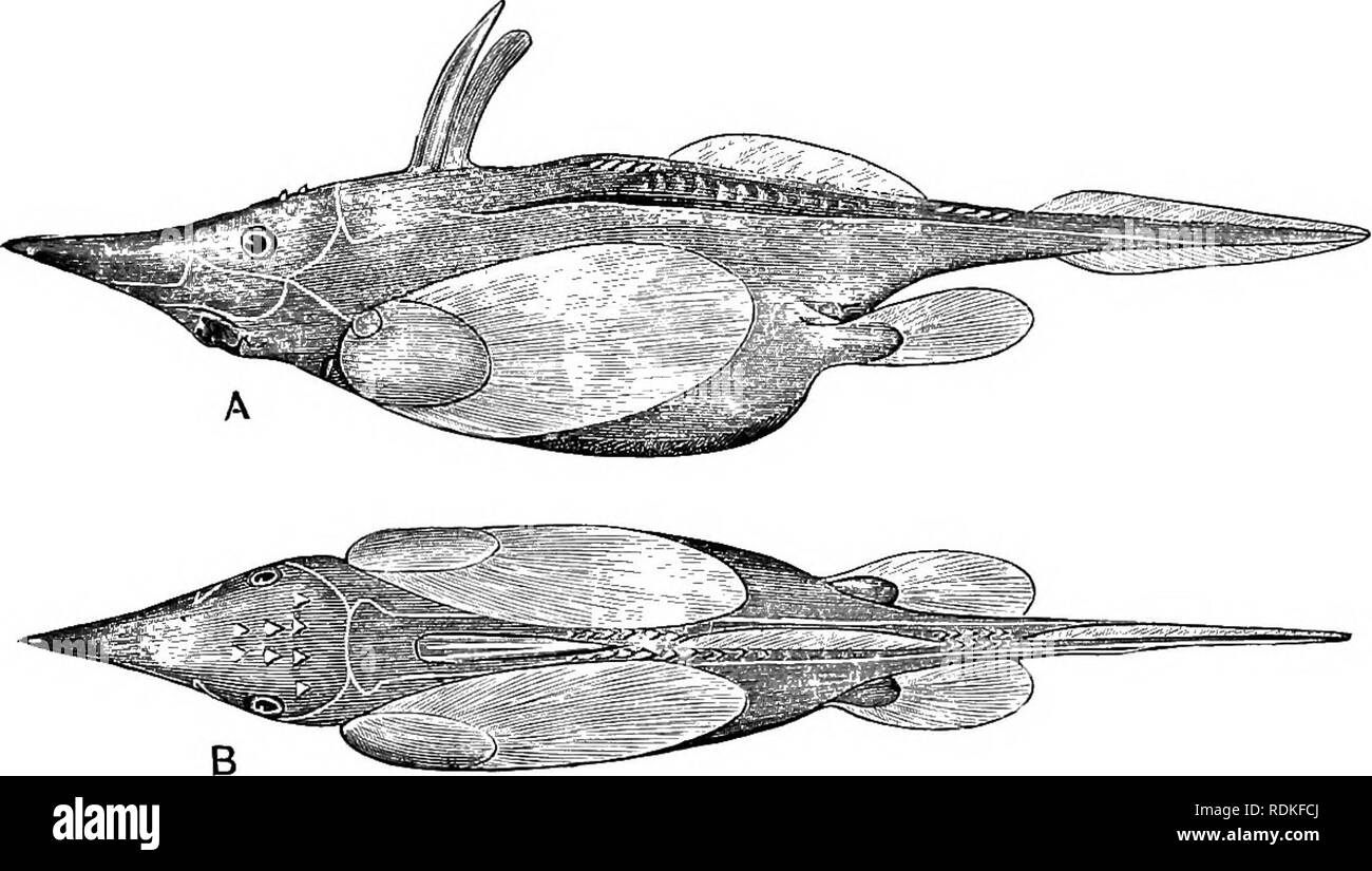 . Il Cambridge storia naturale. Zoologia. ELASMOBRANCHII-HOLOCEPHALI 473 erano molto piccole e semplici. Il filamento caudale, whicli è più in esemplari più anziani rispetto ai più giovani e non è sviluppato in tutto il più giovane esempi attualmente noto (Fig. 2*72, A), non è uptilted, sebbene il lobo inferiore della pinna caudale è molto più grande di quella superiore. Giovani forme hanno una doppia fila di stout-dorso denticles simili nella parte anteriore della seconda pinna dorsale e anche nell'intervallo tra quest'ultimo e la parte superiore del lobo caudale. Denticles simili sono presenti anche sulla superficie ipper della testa fra th Foto Stock