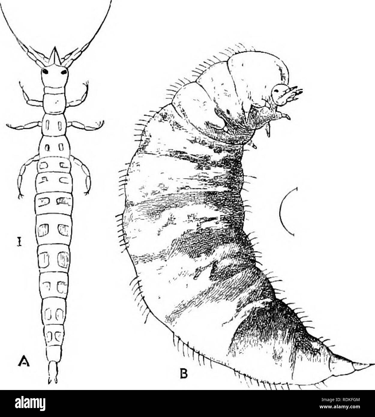 . Il Cambridge storia naturale. Zoologia. 464 NEUROPTERA una piccola appendice. Solo poche specie di Ifantispa si trovano in Europa meridionale; ma il gruppo ha rappresentanti nella maggior parte delle regioni più calde del mondo e che sarà probabilmente risultano essere piuttosto numerosi in specie. Le gambe anteriori sono utilizzate per la cattura della preda allo stesso modo come in qualche modo simile gambe anteriori del Mantidae. Le trasformazioni sono state osservate da Brauer ^ nel caso di una delle specie Europee, 3L styriaca. Le uova sono numerosi ma di piccole dimensioni e sono depositati in modo tale che ciascuno di essi è sostenuto da una lunga Foto Stock