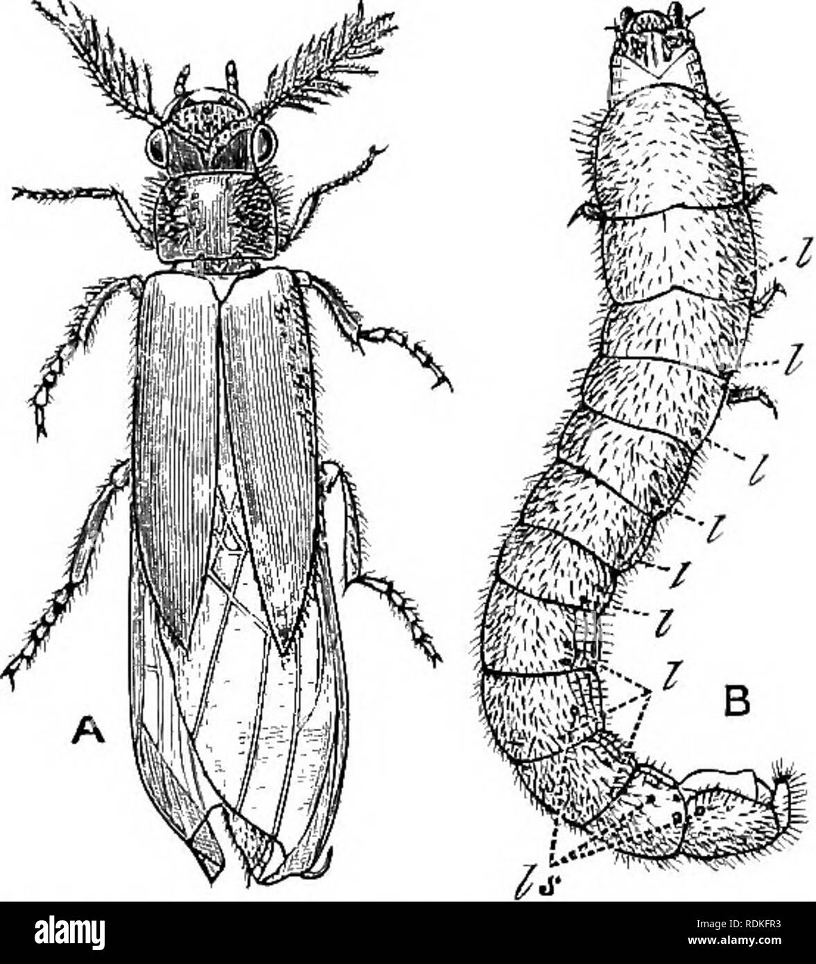 . Il Cambridge storia naturale. Zoologia. MALACODERJIIDAE FIRE-vola LUCCIOLE 249 (^Luciola) dell Europa meridionale sono un esempio di quest'ultimo con- dizione. Essi sono affiatati e sulla calma, calde notti folle di essi può essere visto in movimento e scintillante di un fascino- ing modo. Questi individui sono tutti o quasi tutti i maschi; così raro infatti è la femmina che pochi entomologi hanno anche notato. Lo scrittore una volta assistita in un grande raduno di luciola italica in Valle Anzasca, che consisteva di molte centinaia di esemplari; tutti quelli che egli ha catturato, sia sul parafango o visualizzando le loro luci o Foto Stock . Il Cambridge storia naturale. Zoologia. MALACODERJIIDAE FIRE-vola LUCCIOLE 249 (^Luciola) dell Europa meridionale sono un esempio di quest'ultimo con- dizione. Essi sono affiatati e sulla calma, calde notti folle di essi può essere visto in movimento e scintillante di un fascino- ing modo. Questi individui sono tutti o quasi tutti i maschi; così raro infatti è la femmina che pochi entomologi hanno anche notato. Lo scrittore una volta assistita in un grande raduno di luciola italica in Valle Anzasca, che consisteva di molte centinaia di esemplari; tutti quelli che egli ha catturato, sia sul parafango o visualizzando le loro luci o Foto Stock