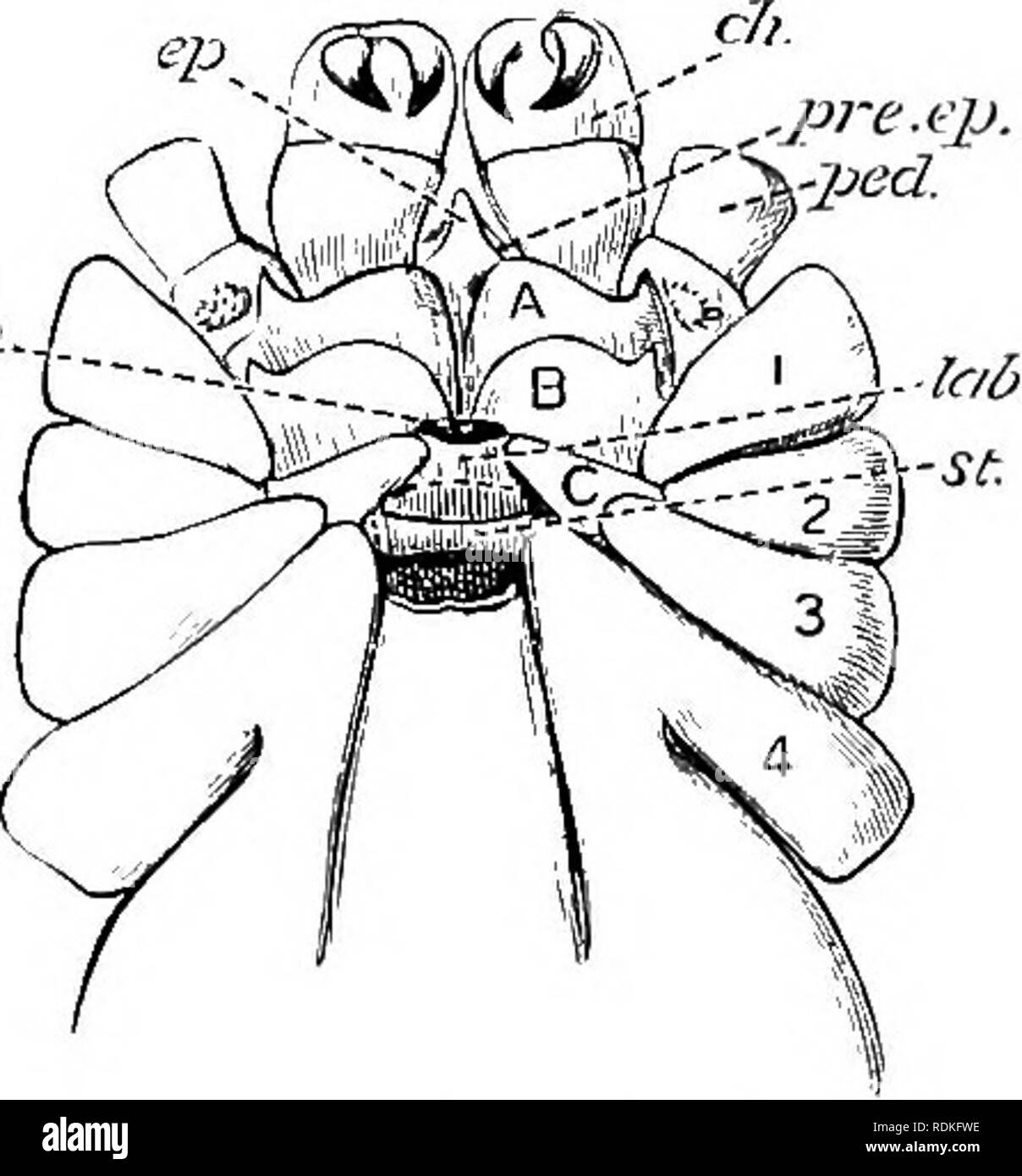 . Il Cambridge storia naturale. Zoologia. Caratteristiche esterne 443. Fig, 231.-bocca-parti di Phalan- rjium. A, B, C, Gnathobases di pedipalp e prime e seconde gambe : ch, ohelioera ; ep, epistome; lab, labium ; m, moutli ; ped, pedipalp ; pre.ep, pre-epistome ; st, sterno, rappresentata dalla rimozione della parte anteriore del processo genitale, che si estende a linea tratteggiata ; 1, 2, 3, 4, gambe. è lungo e stretto nella Mecostetlii e Cyphophthalnii, ma nell'Plagiostethi, che includono la maggior parte delle forme trovati nelle regioni temperate, è molto breve e trasversale ed è nascosto da addominali Foto Stock