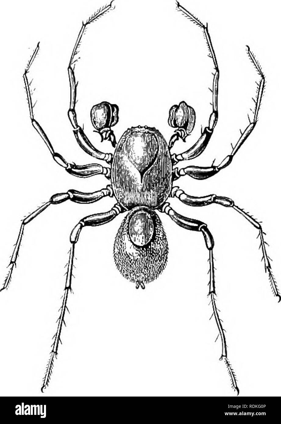 . Il Cambridge storia naturale. Zoologia. 400 ARACHNIDA ARANEAE. (Unyo) include circa trenta cinque specie di piuttosto piccola, generalmente unicolorous ragni, molto attiva e amanti del sole. Essi non spin web, ma hanno un rifugio sotto una pietra. Il loro capo in preda sembrano essere le formiche. La maggior parte delle specie sono native per i medi- terranean regione, gli altri appartengono- ing a centrale e Asia meridionale. Simon include in questa famiglia la notevole genere Cnjjytothele, trovati in Ceylon, Malacca, Nuova Guinea, e varie isole oceaniche. Sono di medie dimensioni ragni brunastro, con disco in- teguments robusto Foto Stock