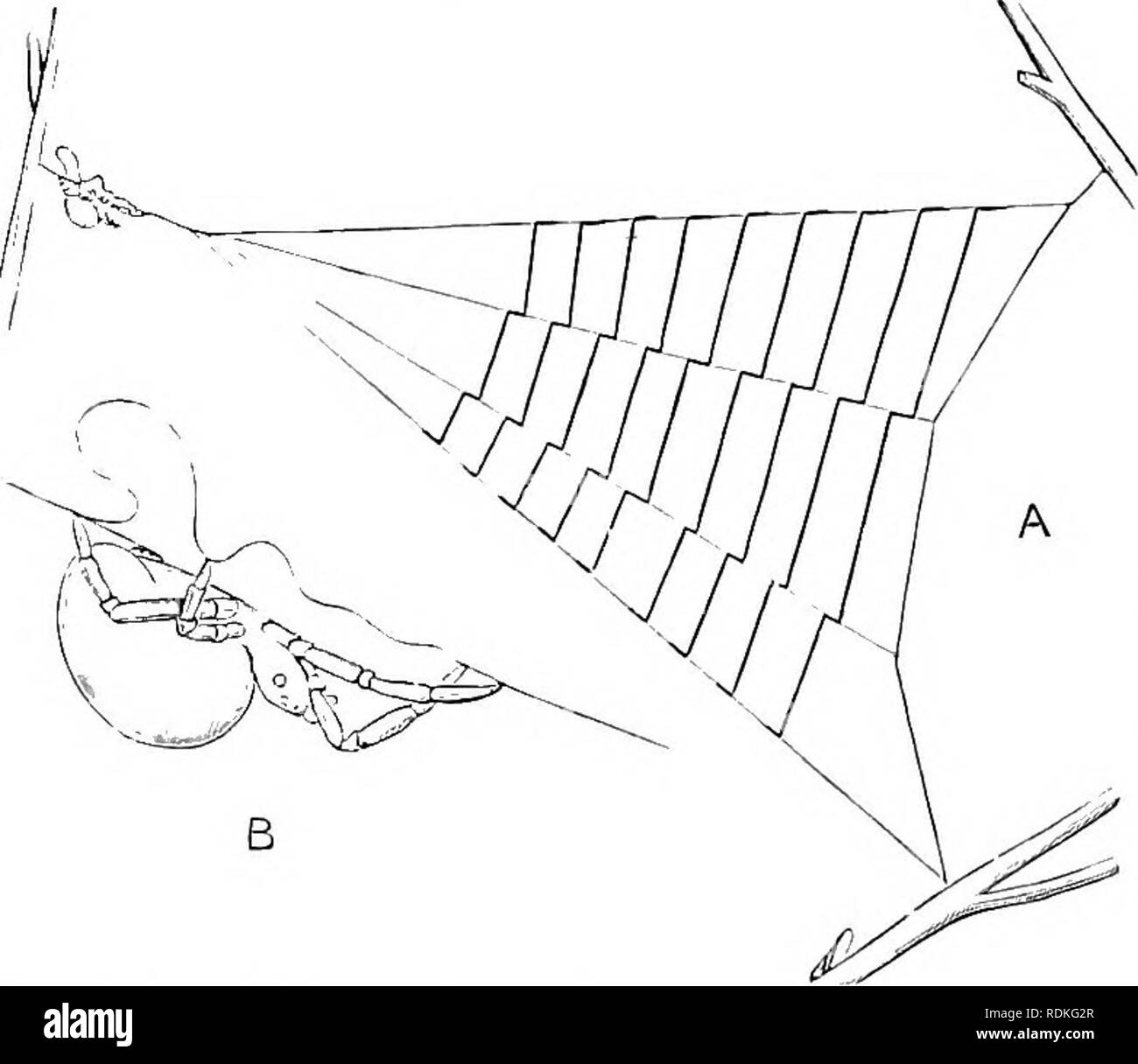 . Il Cambridge storia naturale. Zoologia. 3Così ARACHNIDA ARAN EAE non appartengono al Epeiridae ma al cribellate Uloboridae, ma la sua difettoso orb-web è così curioso che merita una menzione speciale. Un unico foundation-linea è prevista, e da esso quattro raggi vengono disegnati. e sono collegati con linee trasversali, il laccio che costituiscono circa un sesto di un cerchio. Dal centro della incom- reparti cerchio un thread procede ad alcuni più o meno oggetto distante, e su questo il ragno tiene fino alla sua posizione invertita, e le cale della linea a laccio del Hypliotes cacatiis ; B, ingrandito fino a laccio Foto Stock