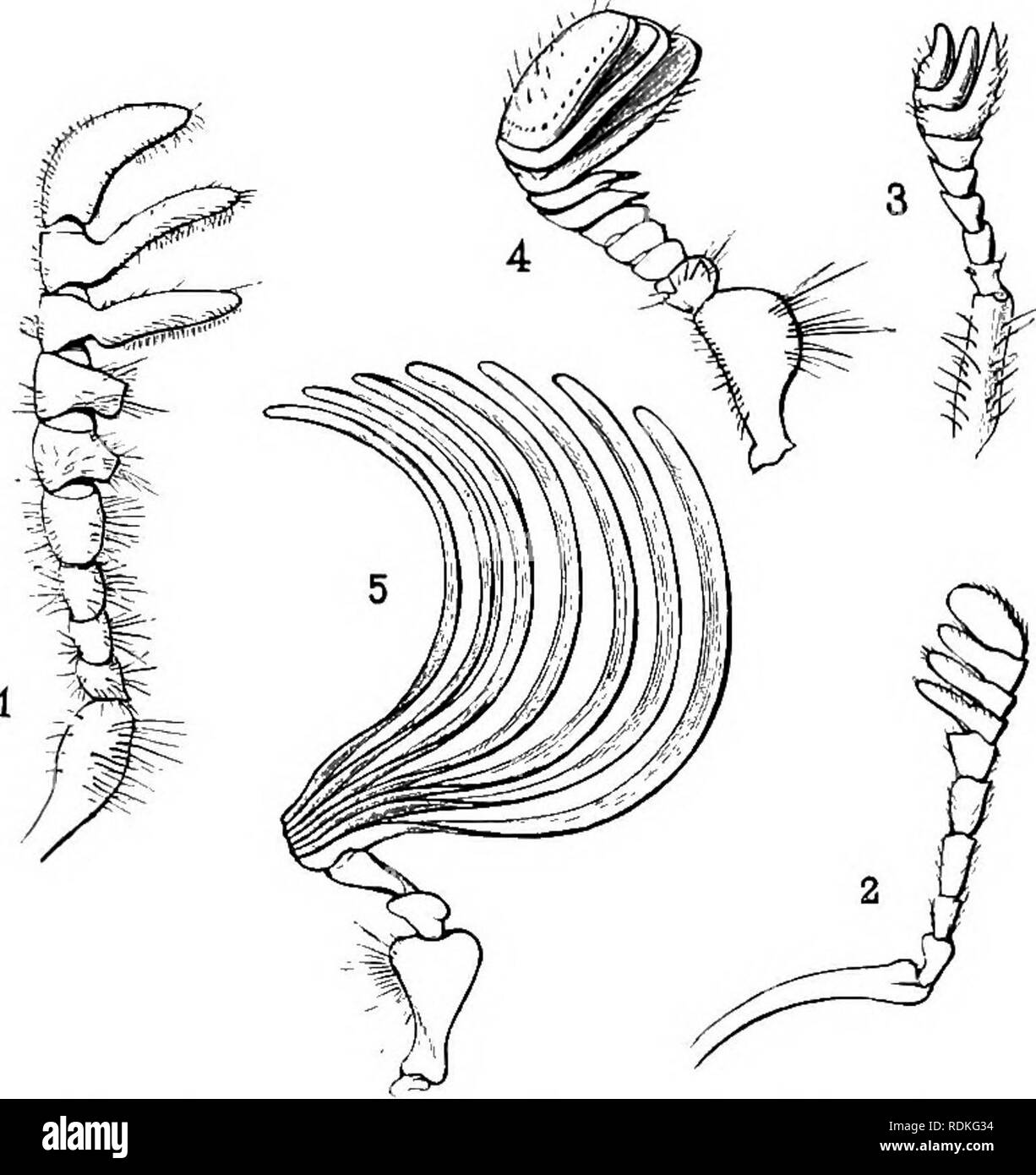 . Il Cambridge storia naturale. Zoologia. LAMELLICORNS 191. La forma delle antenne non è così ampiamente differente da quella di altri coleotteri. Le larve vivono sul decadimento di materia vegetale, radici o sterco. Essi hanno tre coppie di gambe, e sono spesso le larve del goffo con corpi curvi, gli ultimi due segmenti essendo di dimensioni maggiori rispetto a quelle usuali. Molte di esse dispongono di organi di stridulation e la struttura dei loro spiracles è molto peculiare, ciascuno essendo più o meno completamente sur- arrotondati da una chitina- unità organizzative piastra. Il spiracles solitamente a formare un sistema completamente chiuso, tranne nel momento in cui la pelle Foto Stock