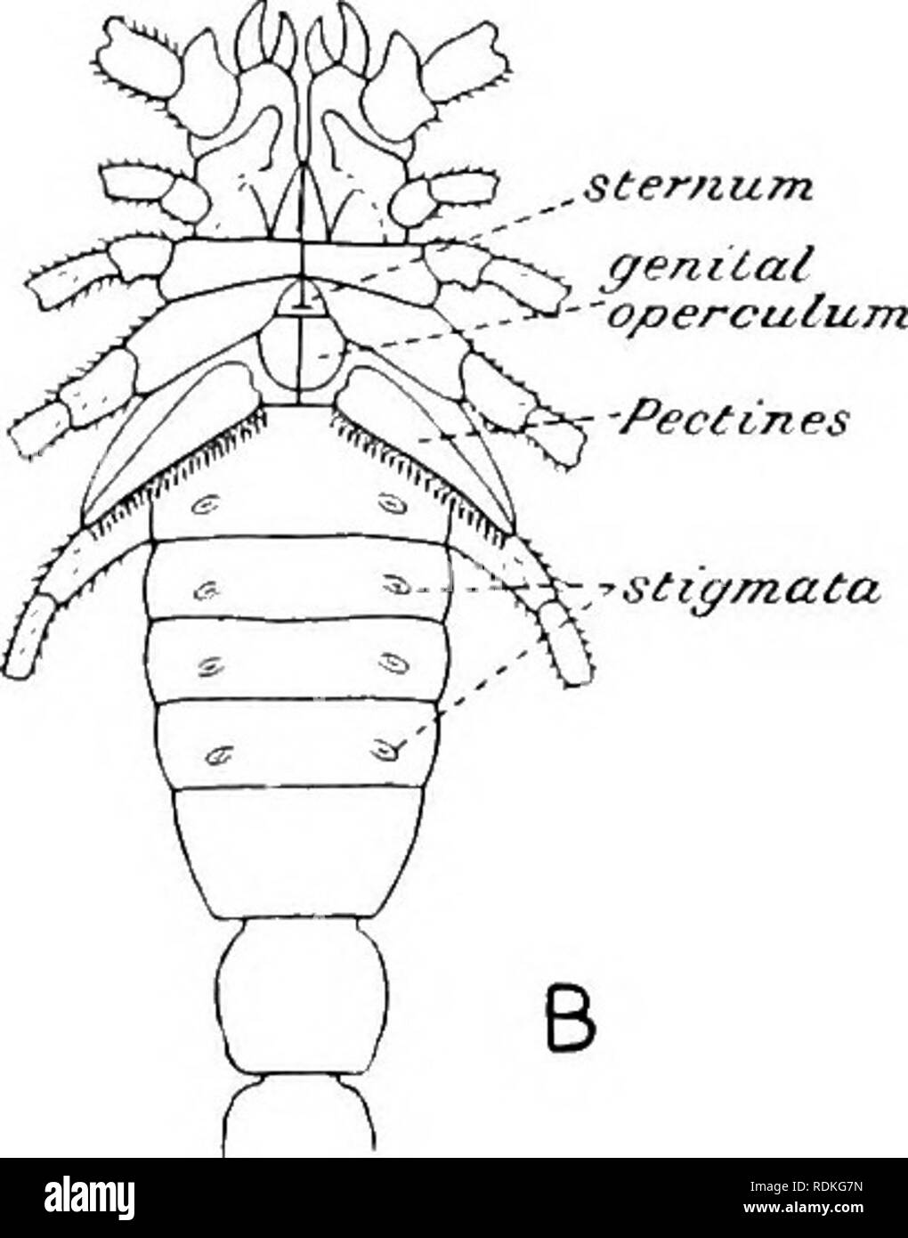 . Il Cambridge storia naturale. Zoologia. ,Ster/Lum. aculem-s. )/ 'Vesicle Fig. 169.-Buthus occitanus. Un, vista dorsale ; B, vista ventrale. (Dopo Kraepelin.) e talvolta appena uno dei principali opercolo, è un dello sterno, mai grande e visibile. La sua forma e dimensioni .costituiscono le caratteristiche della famiglia. Mesosoma.-La dorsale di piastre o terga sono distinte e sono collegati da chitina morbido con le loro corrispondenti sterna. Al di sotto della seconda segmenti addominali sono a carico "pectine*' o il pettine - come organi. Nella loro struttura quattro porzioni sono distinguibili, una lamella anteriore albero o allega- Foto Stock