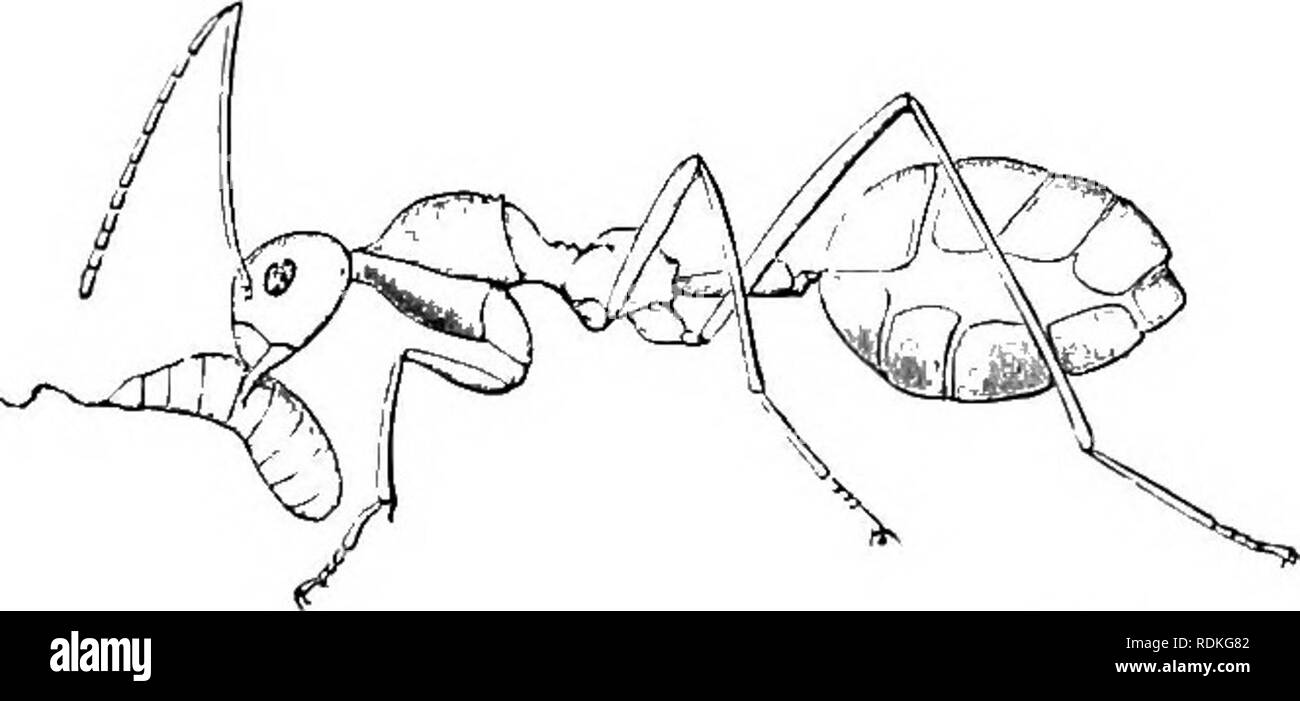 . Il Cambridge storia naturale. Zoologia. Le formiche-CAMPONOTIDES 147 In molti tipi di formiche full-cresciuti gli individui sono noti per alimentare non solo le larve mediante sboccatura cibo dalle loro bocche in quelle delle piccole larve, ma anche per alimentare uno un altro. Questo è stato più volte osservato e Fovel realizzato il fatto oggetto di esperimento in caso di Camponohis ligniperclus. Egli ha preso alcuni campioni e li chiuse senza cibo per diversi giorni e successivamente forniti alcuni di loro con il miele, colorati con blu di Prussia; essendo molto affamati, hanno alimentato in modo greedily è su questo che in poche ore la loro Foto Stock