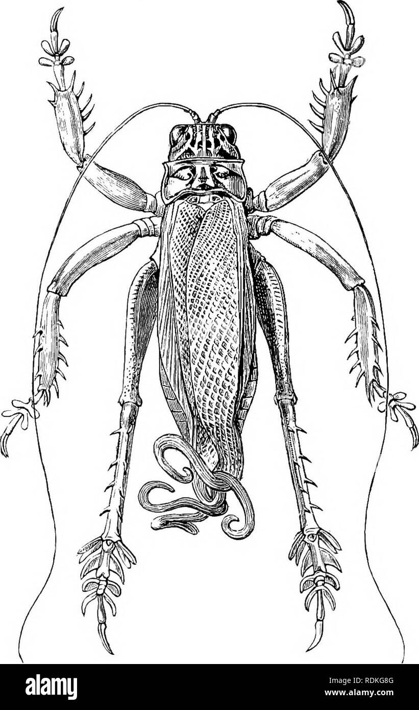 . Il Cambridge storia naturale. Zoologia. LOCUSTIDAE 325 li fa apparire come la barbottina colorata sulle parti anteriore delle ali di alcuni Phasmidae (Cf p. 266). Un altro caso di un Locustid con allungato, forma slanciata è foimd nella straordinaria PeringucycUa jocosa del Sud Africa, un membro della tribù Sagides. Esso ha mmute organi del volo, e repro- duces, in notevole misura, la forma e l'aspetto di Proscopides o di alcuni Tryxalides.""". Fig. 201.-Schizodaciylus monstrostts, mulo. Dimensione naturale. East India. Seguiamo Brunner in ponendo tra i Locustidae la larg Foto Stock