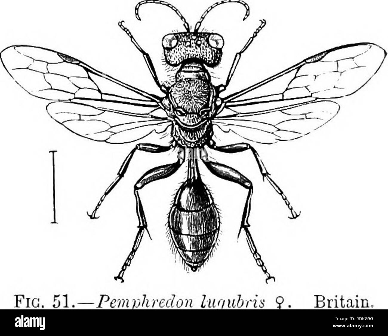 . Il Cambridge storia naturale. Zoologia. Fig. 50.- -Mimesa hicolor i. Britaiu. informazioni esiste come le loro abitudini; ma a^erhoetf afferma che la specie di Psen-come mem- ber del Pemphredoninae- non formano bozzoli. Il Pemphredoninc subdivi- sion include numerose piccole e oscure insetti trovati principalmente in Europa e Nord America (Fig. 51, pag. lugiibris); essi assomigliano al nero più piccole specie di Cra- bronides, e si distinguono da loro principalmente dal esiste- ence di almeno due completi, cellule submarginal sull'an- terior ala invece di uno. La specie di Passaloecus live ho Foto Stock