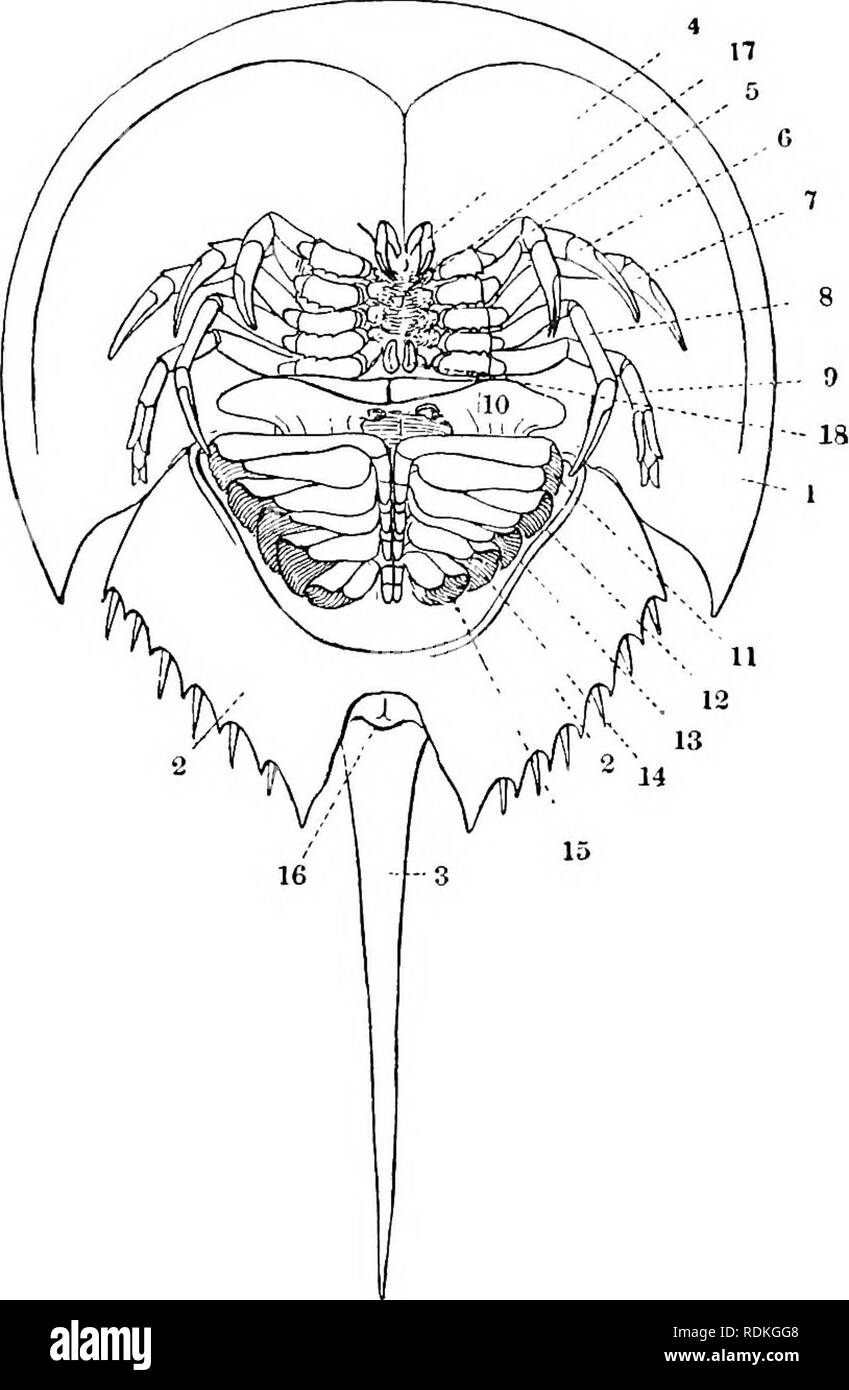 . Il Cambridge storia naturale. Zoologia. 202 ARACHNIDA XIPHOSURA numerosi sporgono delle appendici. Così, sebbene quando visto dal di sopra un Limulus guarda come se fosse un corpo solido sagomato qualcosa come una mezza pera, quando è vista dal di sotto, specialmente se le appendici essere rimossa, verrà trovato che l. Fig. 153.-vista ventrale del re-granchi, iimtt^MS poty^/i""itjs, x i. Da Shipley un^ MacBride. 1, la copertura del carapace prosoma ; 2, meso e nieta-soma ; 3, telson ; 4, chelicera ; 5, pedipalp ; 6, 7, 8, 9, 3 al 6 appendici, ambulatorio arti ; 10, opercolo genitale rivolta in avanti per s Foto Stock