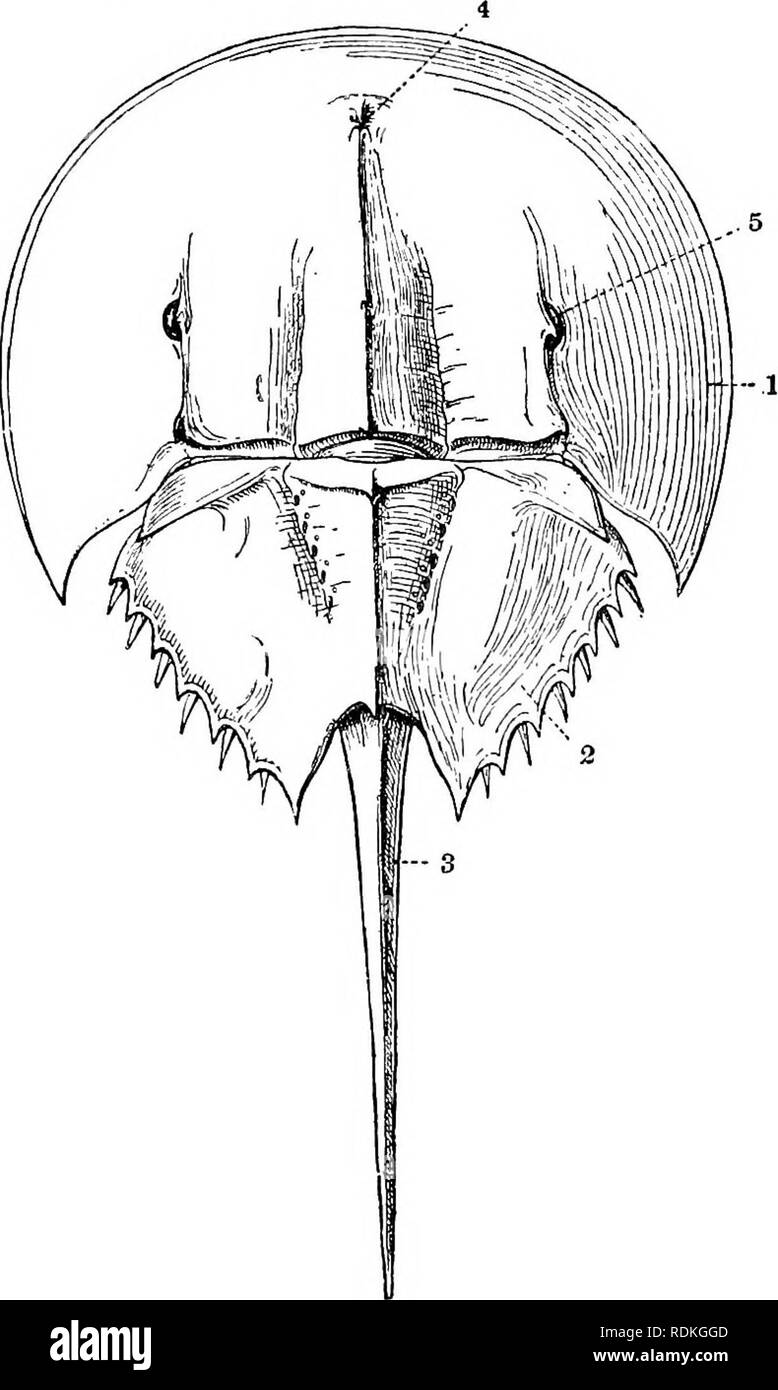 . Il Cambridge storia naturale. Zoologia. Re-granchi 261 molti Copepods. Scavando animali come Limulus di solito sono esenti da questi messmates. Re-granchi hanno un autonomo rispetto e ben curato aspetto. Sul arrotondato superficie dorsale della copertura chitinous è prodotta in un certo numero di spine. Fig. 152.-vista dorsale del re-granchi, Linmlus polyphe.NMS, x J. da Shipley e MacBride. 1, la copertura del carapace prosoma ; 2, meso e meta-sonia ; 3, telson ; 4, occhio mediano ; 5, laterale occhio. disposte in una mediana e due file laterali. Il mediano anteriore della colonna vertebrale sovrasta la mediana occhi e un Foto Stock