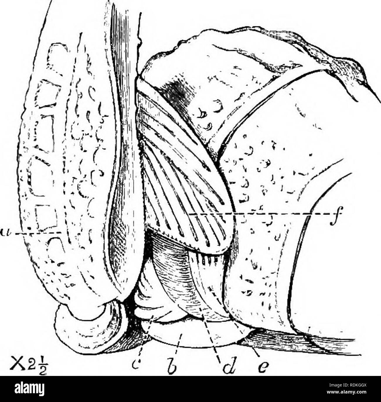 . Il Cambridge storia naturale. Zoologia. 3o6 ORTHOPTERA CHAP. sono detti da Brunner e de Saussure per essere così grande da poter influenzare anche i caratteri generici e dar luogo all' idea di un " incompleta specie-formazione." Jlethone anderssoni, un abitante del deserto Karoo del Sud Africa, è uno dei più grandi del Acridiidae. Una femmina di questa specie è rappresentata della dimensione naturale nella Fig. 185. Questo insetto è notevole sul conto degli organi complessi per pro- diminuire il suono e per la grande modifica delle gambe posteriori (Fig. 185, &AMP;), che non possiedono locomot Foto Stock