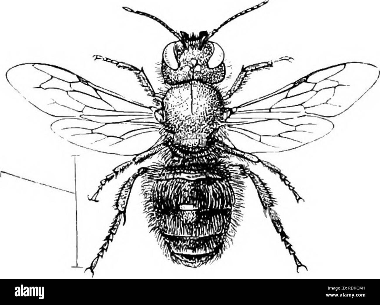 . Il Cambridge storia naturale. Zoologia. 48 imenotteri così muore nella cella. Fabre ulteriori membri con riguardo a questi interessanti api, che non le differenze strutturali dei piedi o mandibole può essere rilevata tra i lavoratori in cotone e i lavoratori in resina; e dice anche che nel caso in cui le due celle sono costruiti in una lumaca-shell, un individuo di sesso maschile è prodotta dalla cellula di una maggiore capacità e una femmina dall'altra. Osviia è uno dei più importanti dei generi di api che si trova in Europa ed è notevole per la diversità di istinto visualizzati in forma Foto Stock