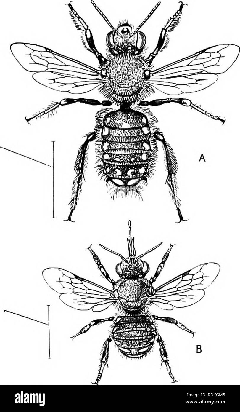 . Il Cambridge storia naturale. Zoologia. DASYGASTRES-CARDA-BEE 45 sembra aver supposto che l'insetto portante era la pietra come zavorra per mantenere se stesso di essere soffiato via. Le API del genere Anthidium sono note per possedere l'abitudine di fare nidi di lana o cotone, che essi ottenere da piante che crescono a portata di mano. Abbiamo una specie di questo genere di api in Gran Bretagna; alcuni- tempi possono essere visti al lavoro nei motivi del nostro museo a Cambridge: esso viene indicato da Gilbert bianco, chi dice di essa, nella sua storia di Sellorne : " Vi è una sorta di wild bee frequentando il giardino-campio Foto Stock