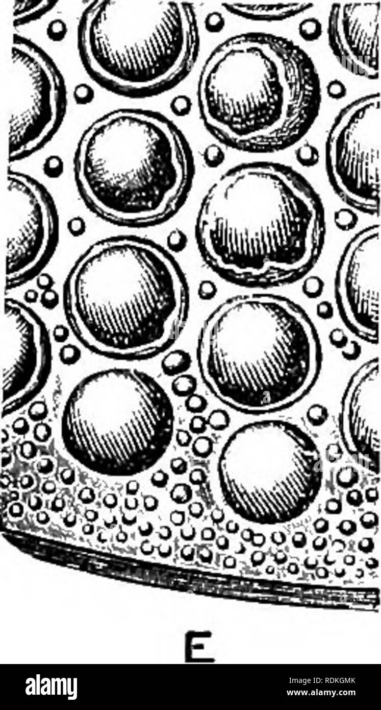 cornea grande nero Dicks