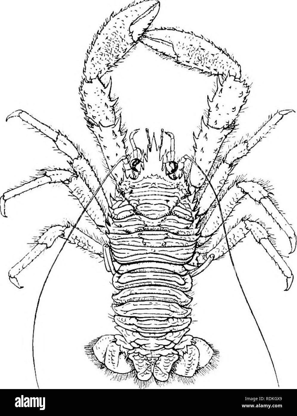 . Il Cambridge storia naturale. Zoologia. I70 EUCARIDA CRUSTACEA DECAPODA. abitudine {Galathea, maiale. 116), ma spesso andare giù in grandi profondità (Munidopsis, Fig. 114). Fam. 3. Porcellan- idae. Â L'addome viene ripiegata contro il torace e il corpo ha un granchio- forma simile. Questi sono sempre litorale in abitudine, mai scendendo in profondità. Fachycheles nei tropichi, porcellana con numerose specie in tutti i mari, P. platycheles essendo un comune specie britannica. Tribù 2. Hippidea. La Mole-granchi hanno l'abitudine di scavare in UIF. 116.âDorsal vista Galatheec strigosa, x J. sabbia e i loro arti sono Foto Stock