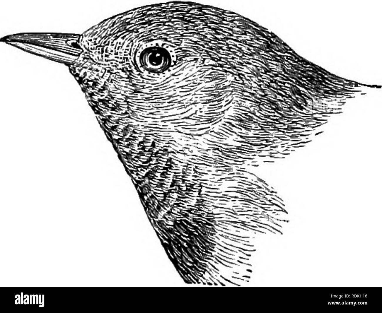 . Gli uccelli di Illinois e Wisconsin. Gli uccelli; uccelli. 670 Field Museum di Storia Naturale-zoologia, Vol. IX. Questa specie assomiglia piuttosto alla lutto trillo, ma l'occhio anello dovrebbe distinguere. Lunghezza, 5,45; ala, 2,90; coda, 2.15; bill, .42. Il trillo del Connecticut non è infrequente migrante in primavera e in autunno in Illinois e Wisconsin e secondo Kumlien e Hol- lister qualche razza in quest' ultimo Stato; sebbene la maggior parte di andare più lontano nord. Essi dicono: "In Jefferson county una coppia è stata trovata, Giugno 16, 1874 (L. K.), mettendo i tocchi di rifinitura dopo il loro nido. Essa è stata posta sul Foto Stock