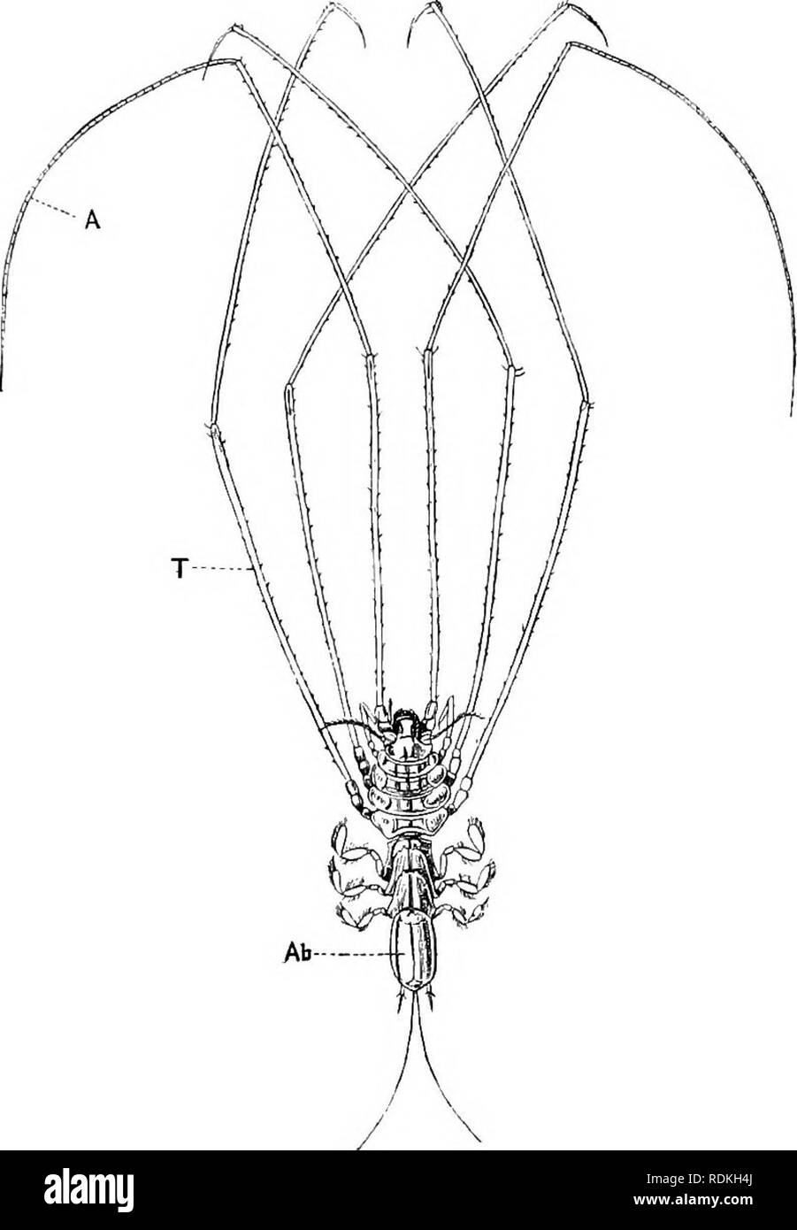 . Il Cambridge storia naturale. Zoologia. VALVIFERA ASELLOTA HO 27 della bocca-parti, mentre la maxillipedee subiscono un ingrandire- mento, e sono utilizzati per causare una corrente attraverso la covata- ciiamber. Sub-Order 3. Valvifera. Il Valvifera, illustrata dalla Idotheidae e Arcturidae, sono caratterizzati dalla uropods essendo ruotato indietro e espanso per formare porte pieghevoli per coprire il delicato pleopods, che sono per la maggior parte delle vie respiratorie in funzione, anche se le coppie anteriore può servire come nuotare- ming organi. Arc- spire è tipicamente un profondo mare genere, molte specie, ri- markably arredate con spinyproces Foto Stock