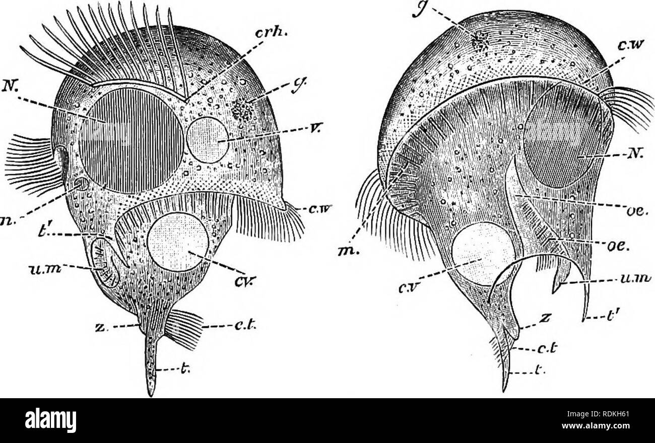 . Il Cambridge storia naturale. Zoologia. CILIATA 155 Bursaria; la cella è una mezza ellisse, qualcosa di simile a un comune tabacco twin-sacca quando chiuso: una profonda depressione occupa così tutta la superficie ventrale e si apre in una ampia feritoia estendentesi lungo la estremità anteriore l'area peristomial occupa il lato dorsale della tasca così formata e la bocca è nell'ostacolare sinistro angolo. Blepharisma sp. è un parassita nel Heliozoon Raphidiophrys viridis (Fig. 20, 1, p. 74). Tra Oligotrichaceae, Halteria, comune tra i detriti sul fondo delle piscine in legni contenenti foglie morte, è remarkab Foto Stock