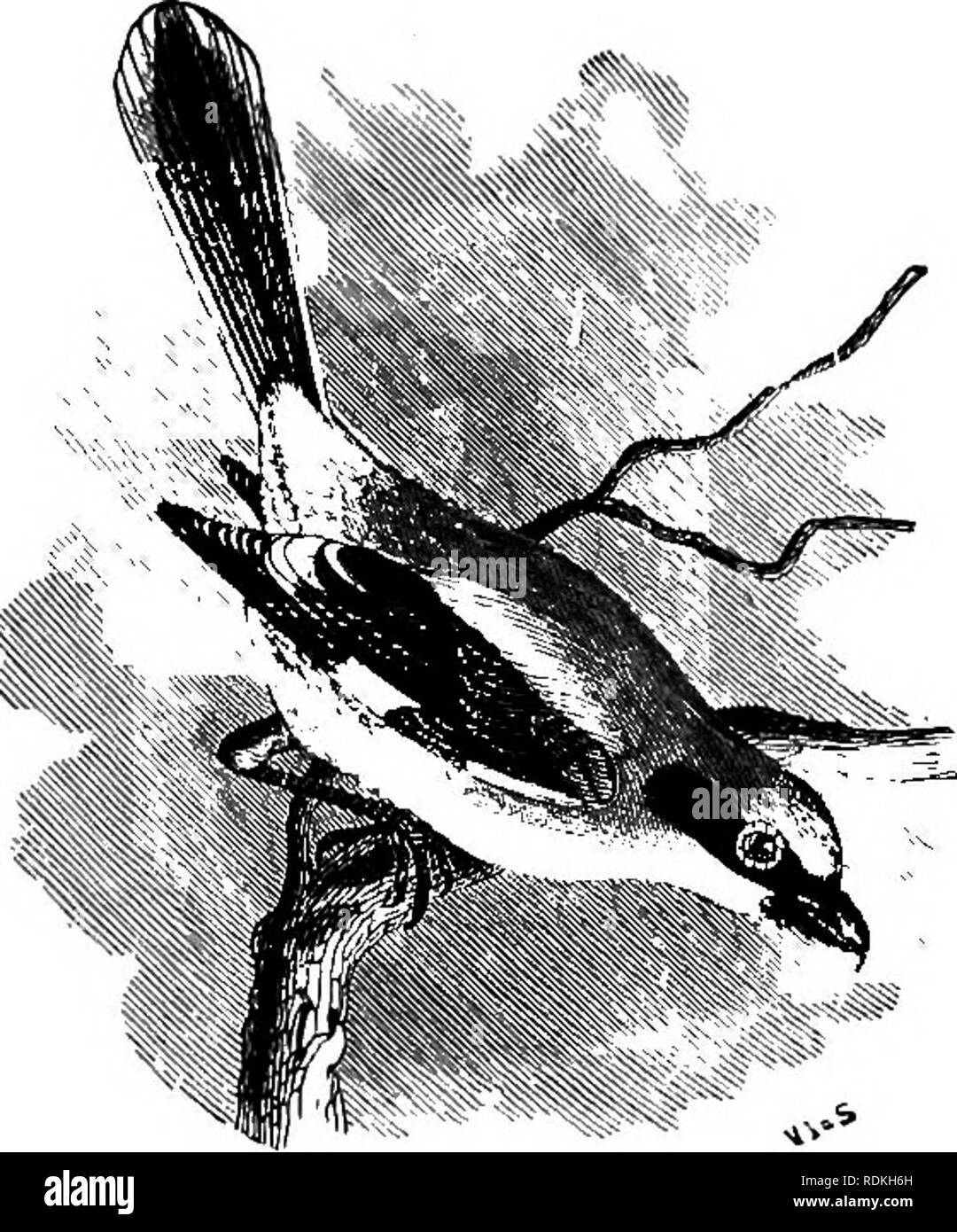 . Gli uccelli di Illinois e Wisconsin. Gli uccelli; uccelli. Gennaio 1909. Gli uccelli op Illinois e Wisconsin-Cory. 629. Shrike caretta. tingono con ashy; interni secondari, nero, punta di bianco; pri- maries, fuscous brown, le basi, bianco; coda, nerastro, le piume esterno con le estremità in gran parte bianco. Sessi simili. Gli uccelli immaturi hanno sotto le parti contrassegnate con ondulate, dusky linee, come in L. Borealis. Lunghezza, circa 8,75; ala, circa 3,80; coda, 3.90; bill, .50. Il Shrike Caretta è una residenza estiva nel Southern Illinois e forse più lontano nord; ma è sostituito in Northern Illinois e Wiscon Foto Stock