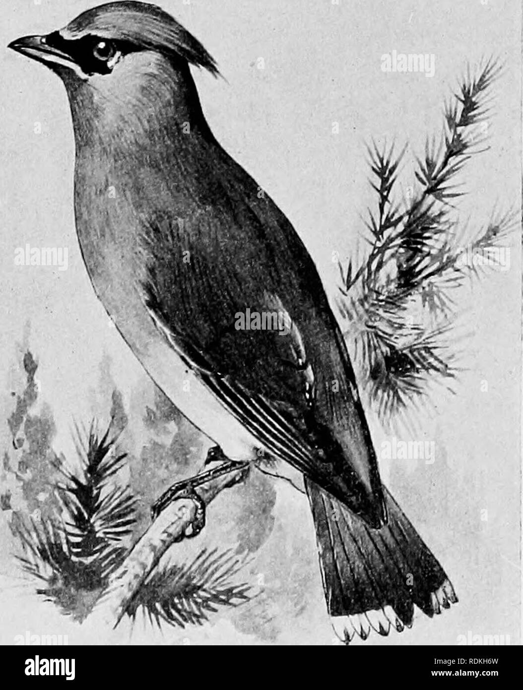 . Gli uccelli di Illinois e Wisconsin. Gli uccelli; uccelli. 626 Field Museum di Storia Naturale^zoologia, Vol. IX. converte, bianco; una breve linea bianca dalla base di sotto la mandibola e una stretta linea bianca che separa il nero fore- testa dal marrone grigiastro crown; primarie, grigio ardesia; luci di coda, ardesia- grigio, sfumature nerastre alle estremità e la punta di giallo; alberi di se- condaries e talvolta le piume di coda con il disco, rosso, Puntali allungati re- sembling bit di sigillatura- cera; la posizione di questi varia, come in B. garrula e sono solo alcune volte mancano del tutto in apparentemente uccelli adulti. Immaturo bi Foto Stock