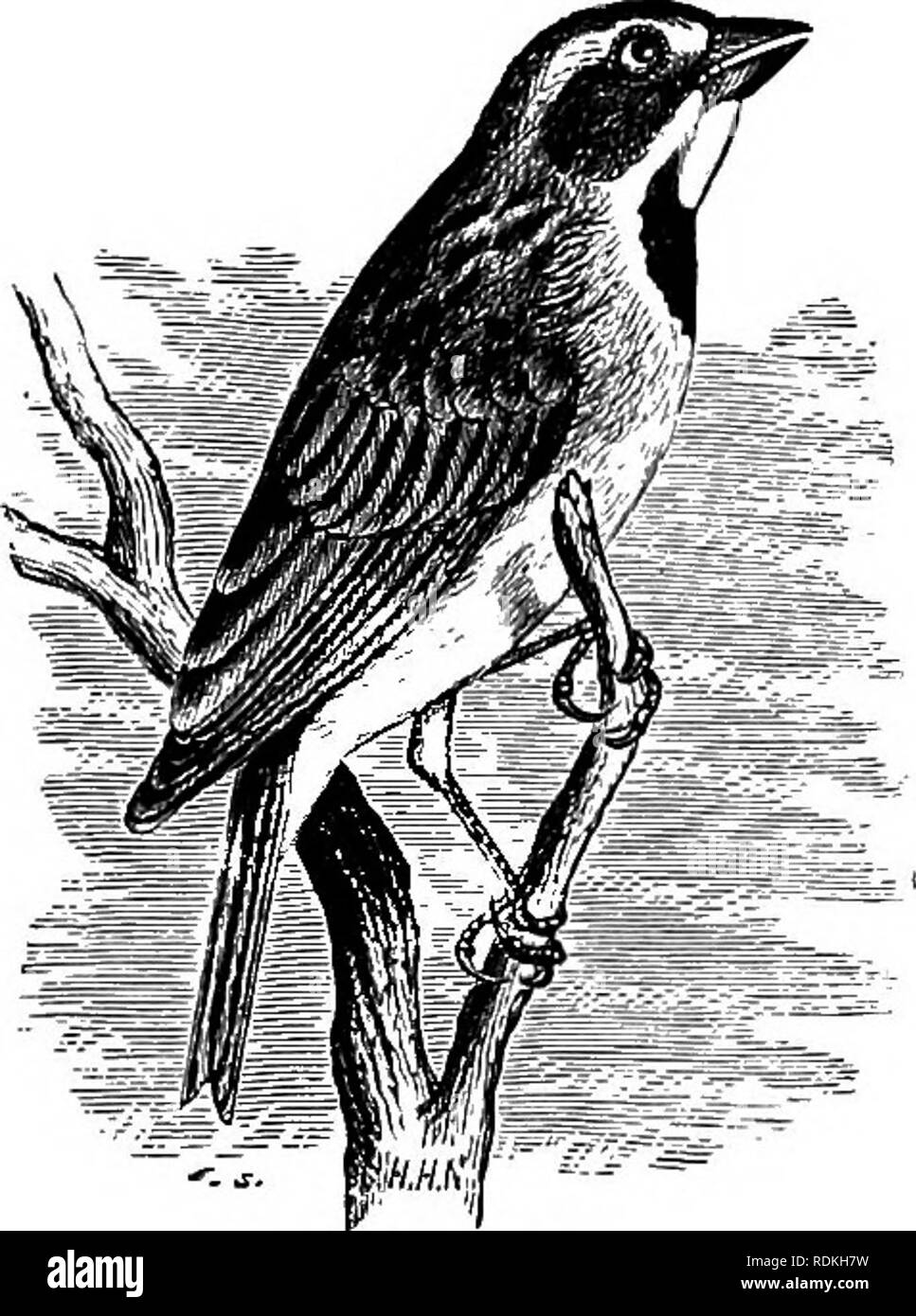 . Gli uccelli di Illinois e Wisconsin. Gli uccelli; uccelli. Gennaio 1909. Gli uccelli di Illinois e Wisconsin-Cory. 613 femmina adulta: parti superiori, verde oliva; sotto la voce Parti, verde pallido- ish giallo, senza striature; coda, marrone scuro, più o meno orlata di verde oliva. I maschi immaturi nelle prime fasi simile alla femmina, ma più tardi variegato con i colori del maschio. Lunghezza, 5,35; ala, 2,75; coda, 2,25; bill, .40. L'unico record del verificarsi di questo uccello entro i nostri limiti è quella data da' il prof. Ridgway, che afferma di essere osservato un uccello femmina di questa specie in Wabash County, 111., 10 giugno 1871, &QUOT Foto Stock