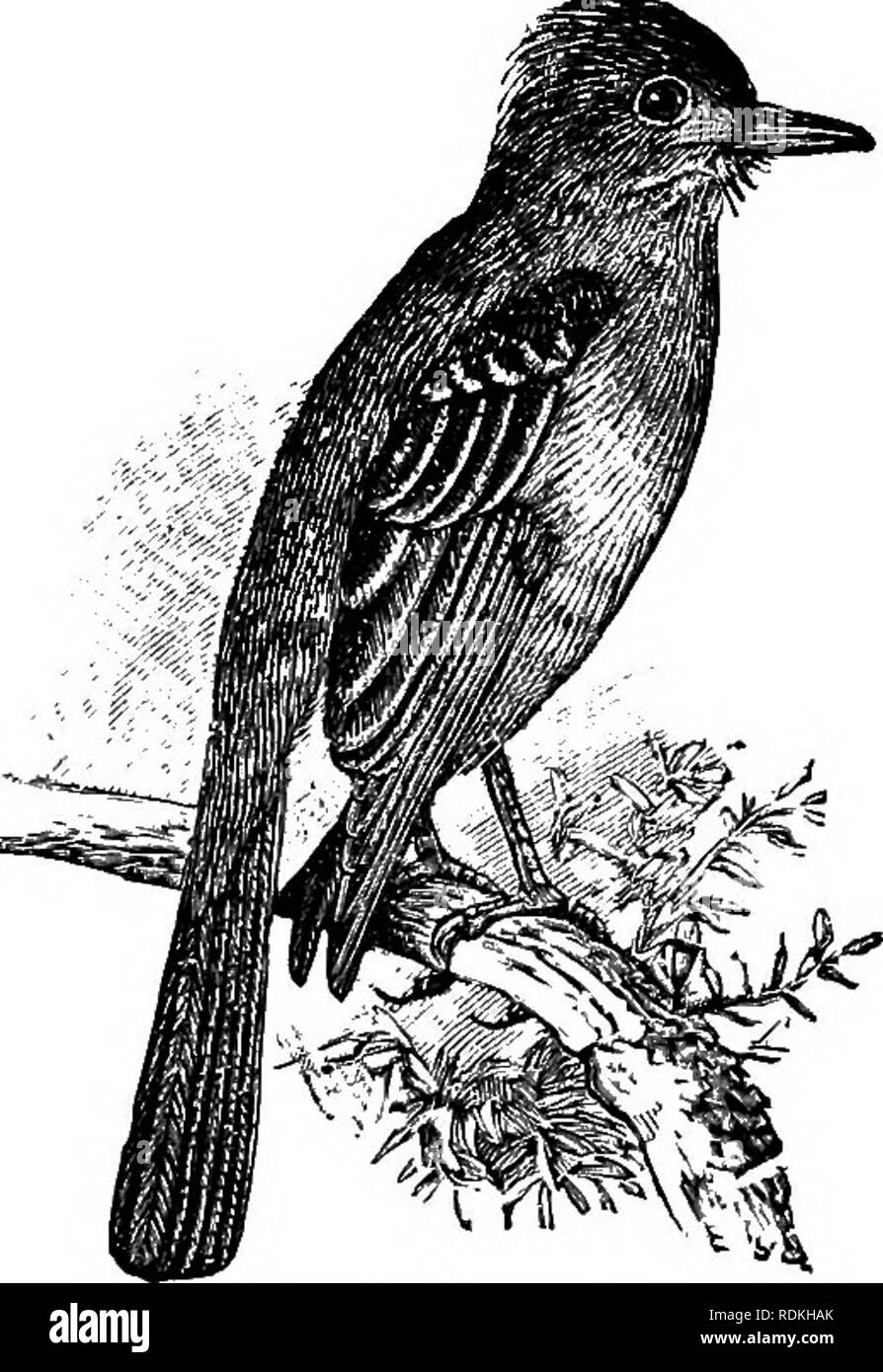 . Gli uccelli di Illinois e Wisconsin. Gli uccelli; uccelli. 532 Campo Museo di Storia Naturale - Zoologia, Vol. IX. ventre giallo; primarie, marrone scuro, la prima molto attenuata, altri meno gradualmente in modo; web esterno esterno di piuma di coda, interamente bianco, il resto della coda, nero opaco; bill, marrone scuro. Gli uccelli immaturi mancanza il rosso arancione patch sulla testa e le primarie non vengono attenuati. Lunghezza, 9.00; ala, 4.45; coda, 4; bill, .70. L'unico esemplare di questa specie occidentale che è stata adottata entro i nostri limiti è registrato dai sigg. Kumlien e Hollister: "una femmina adulta è stato girato Foto Stock