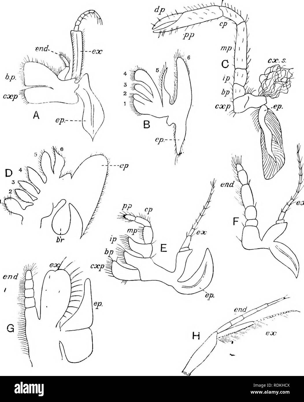 Il Cambridge Storia Naturale Zoologia Lo Crustacea Maxillipedes Di Funzioni Masticatoria In Tal Modo Nel Decapoda Il Primo Maxillipede E Decisamente Foliaceous A Causa Dell Espanso Fig 1 Appendici Di Crostacei A G E