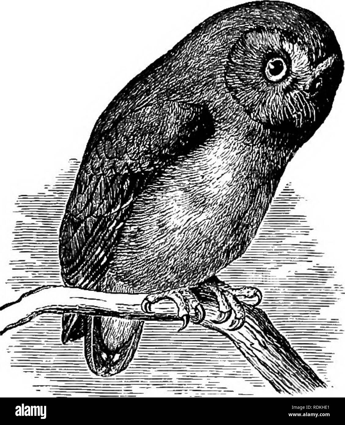 . Gli uccelli di Illinois e Wisconsin. Gli uccelli; uccelli. Gennaio 1909. Gli uccelli di Illinois e Wisconsin - Cory. 493 a Fort Atkinson, Agosto 1872. Il sig. J. N. Clark, del meridiano, Dunn County, ha preso un campione, 24 febbraio 1893, la cattura è nelle sue mani dal lato di una pila di paglia. Un campione (nessun record) è conservato in Milwaukee Public Museum." 179. Glaux acadicus (Gmel.). Visto-stuzzicare il gufo. Acadian Owl. Nyctala acadica (Gmel.), A. O. U. Check List, 1895, p. 145. Distr.: in tutto il Nord America, allevamento dalla metà membri verso nord; si verifica in zone montuose in Occidente per quanto riguarda Foto Stock