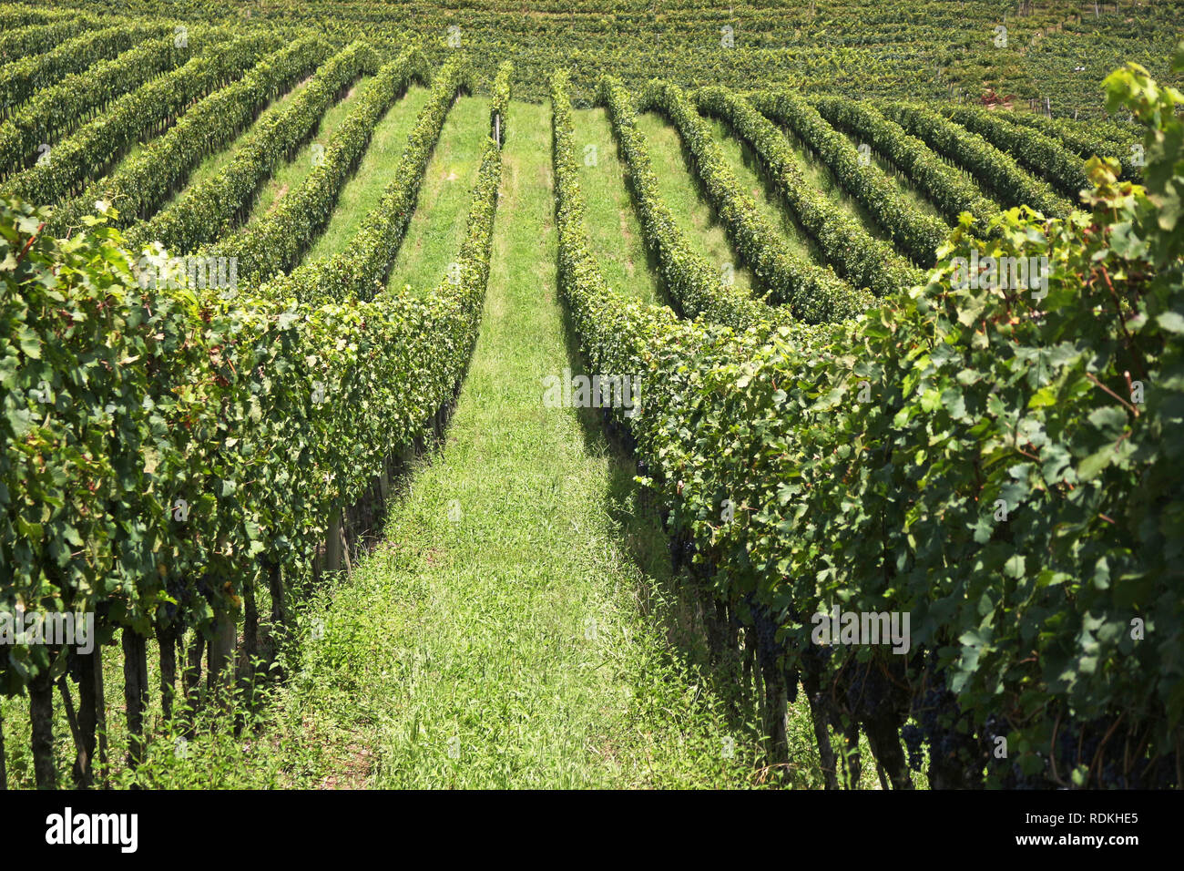 Vale dos Vinhedos, una regione situata tra le montagne dello Stato del Rio Grande do Sul, nel sud del Brasile, è un importante produttore di vini, succhi di frutta un Foto Stock