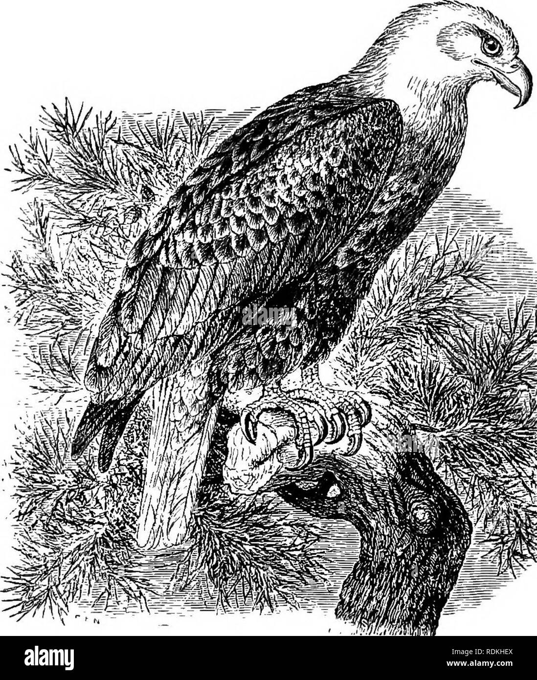 . Gli uccelli di Illinois e Wisconsin. Gli uccelli; uccelli. 474 Campo Museo di Storia Naturale - Zoologia, Vol. IX. tree, ma più comunemente su di una scogliera rocciosa. Le uova sono da due a quattro, bianco opaco o lavato e contrassegnato con il marrone. Essi meas- ura circa 3 x 2,35 pollici. Genere HALI^ETUS Savigny. 166. Haliseetus leucocephalus (Linn.). Aquila calva. Distr.: Nord America dal Messico settentrionale di British Columbia e Ungava (una sottospecie si verifica in Alaska), l'allevamento in tutta la sua gamma. Adulti: Tarso, non interamente selvaggina di penna come nella Golden Eagle; la testa, il collo e la coda, bianco; generale del piumaggio, marrone scuro; pri Foto Stock