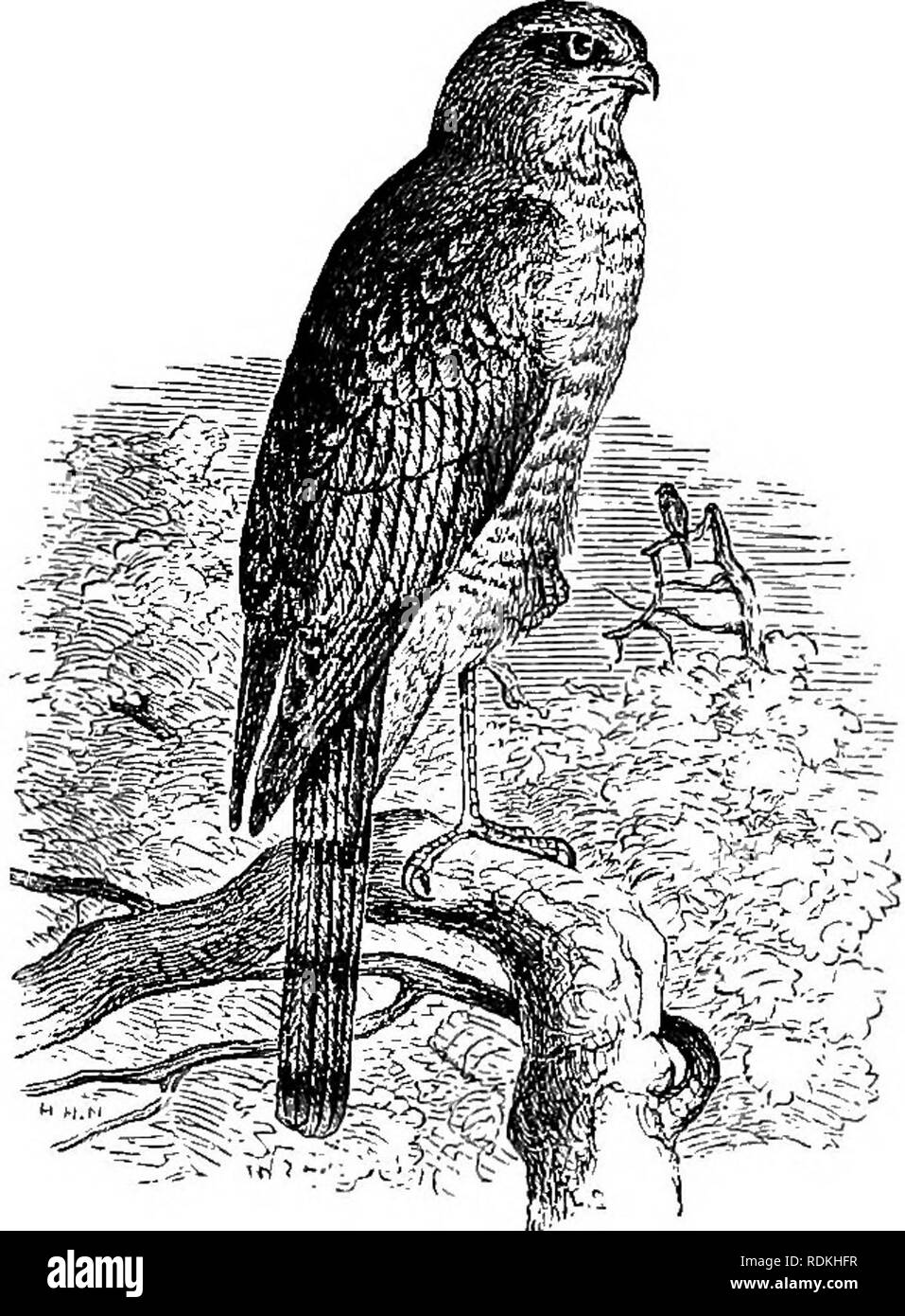 . Gli uccelli di Illinois e Wisconsin. Gli uccelli; uccelli. 4S6 Campo op Museo di Storia Naturale - Zoologia, Vol. IX. In Southern Illinois si verifica più o meno comunemente in inverno. W. W. Cooke dice: "Durante l'inverno del 1884-85 il falco di palude era abbondante a Parigi, 111." (Uccello Migr. Kaštela Val., 1888, p. 113.) Il nido è posizionato sul terreno in paludi erbose. Le uova sono di solito 4 o 5, bianco opaco o debolmente tingono di colore bluastro o verdastro e misura circa 1,85 x 1,45 pollici. Il campo collezione museale contiene gruppi di uova di questa specie effettuate tra il 14 maggio e giugno 15. Sebbene il majo Foto Stock