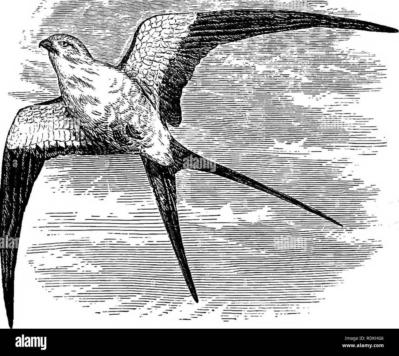 . Gli uccelli di Illinois e Wisconsin. Gli uccelli; uccelli. 452 'Campo Museo di Storia Naturale-zoologia, Vol. IX.. Swallow-tailed kite. Il Swallow-tailed Kite è più o meno comune in Illinois e casual in Wisconsin, dove secondo Kumlien e Hollister si è trovato allevamento vicino a Fort Atkinson nell'estate del 1854. Il dott. Hoy dà come nidificante nei pressi di Racine nel 1848. Un esemplare è conservato in Milwaukee Public Museum, girato a Milwaukee County, 15 maggio 1888. Vi sono numerose registrazioni della sua comparsa in Illinois. Il prof. Ridgway shot uno vicino a Mt. Carmelo e stati che negli anni precedenti è stato Foto Stock