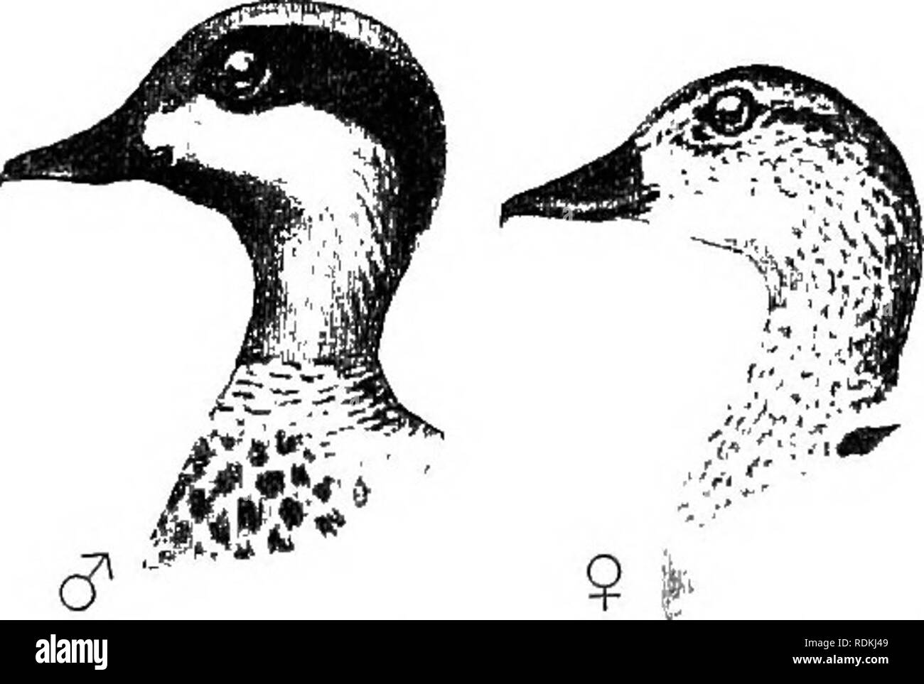 . Gli uccelli di Illinois e Wisconsin. Gli uccelli; uccelli. Gennaio 1909. Gli uccelli di Illinois e Wisconsin - Cory. 325 finemente redatti a matita con nero; un ampio patch di bianco sul parafango; la maggior parte delle secondarie hanno il web esterno nero, orlata bianco; i nastri interni sono grigio verso la punta; speculum, nero e verde; pennacchi ascellare, bianco, con alberi di scuro. Femmina adulta: Testa e gola, di colore biancastro o buffy bianco venato e macchiettato di nero; indietro, marrone grigiastro; tertials, dusky, bordato con biancastro. Lunghezza, 19; ala, 10.50; Tarso, 1.60; bill, 1.40. Questa specie è comune in Illinois e Wisconsin Foto Stock